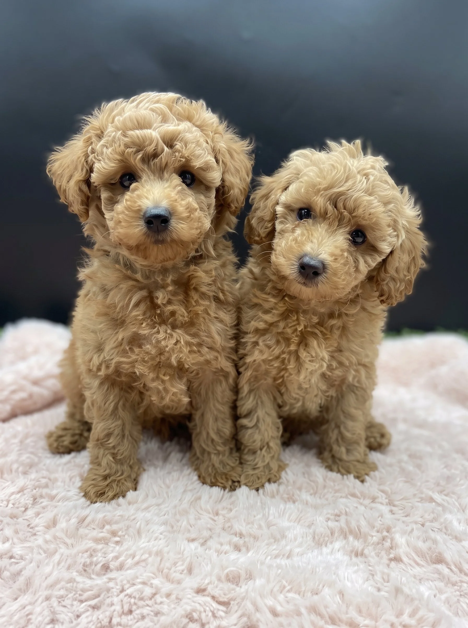 🐩 Two Beautiful Female Miniature Poodles – Available