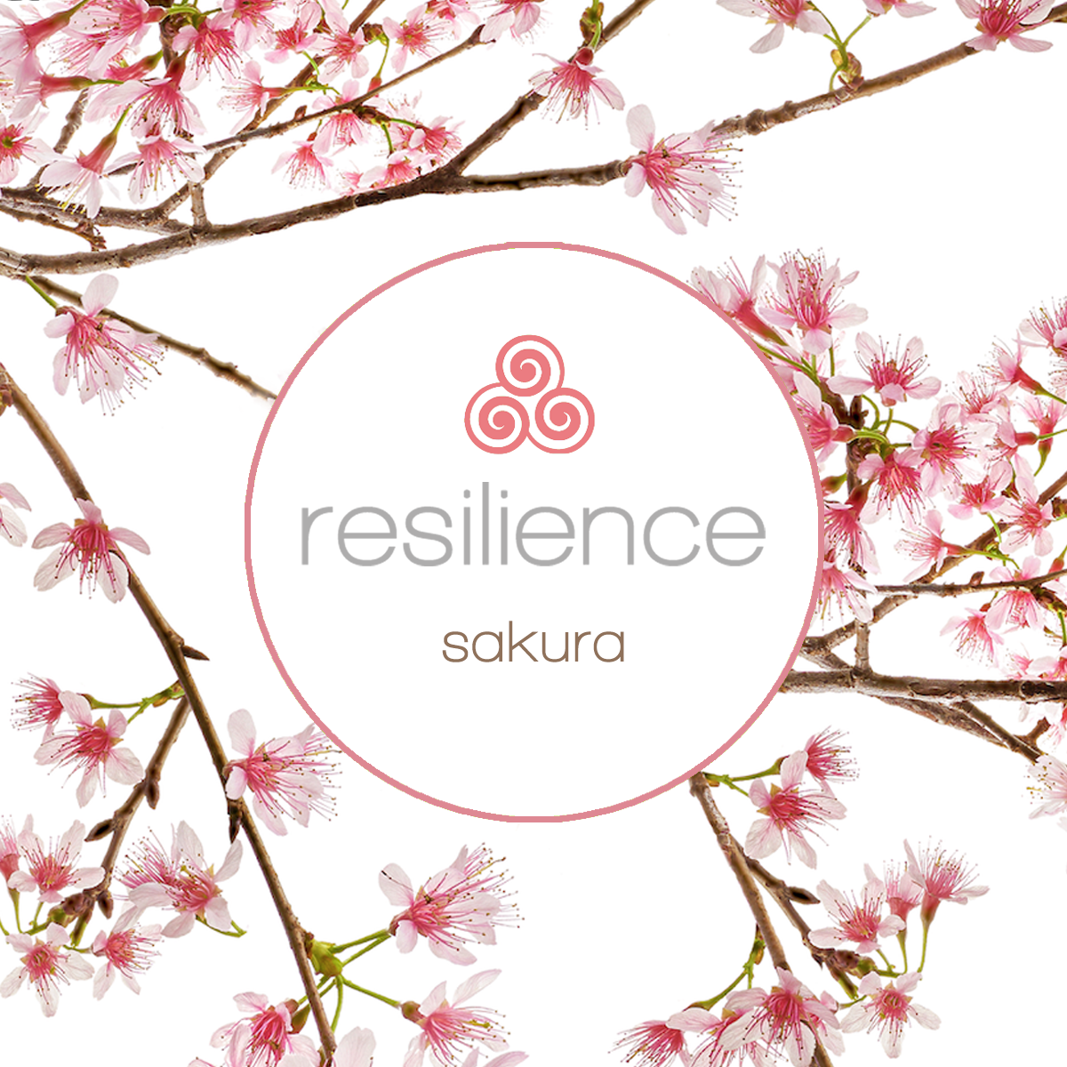 tiwia logo resilience collection cherry blossom.png