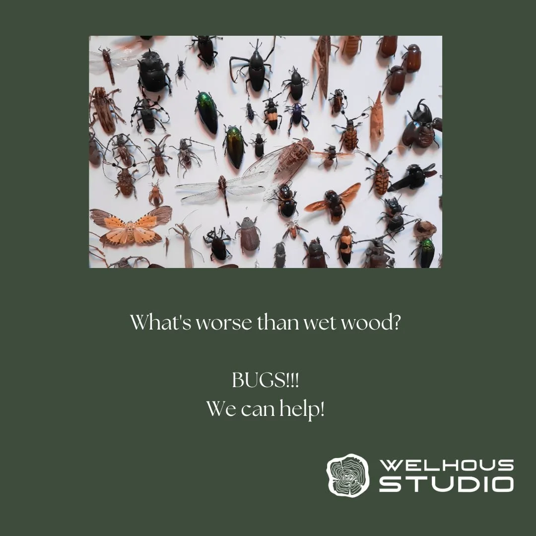 Bug Kill Services — Welhous Studio Vacuum Kiln Dried Wood Serving