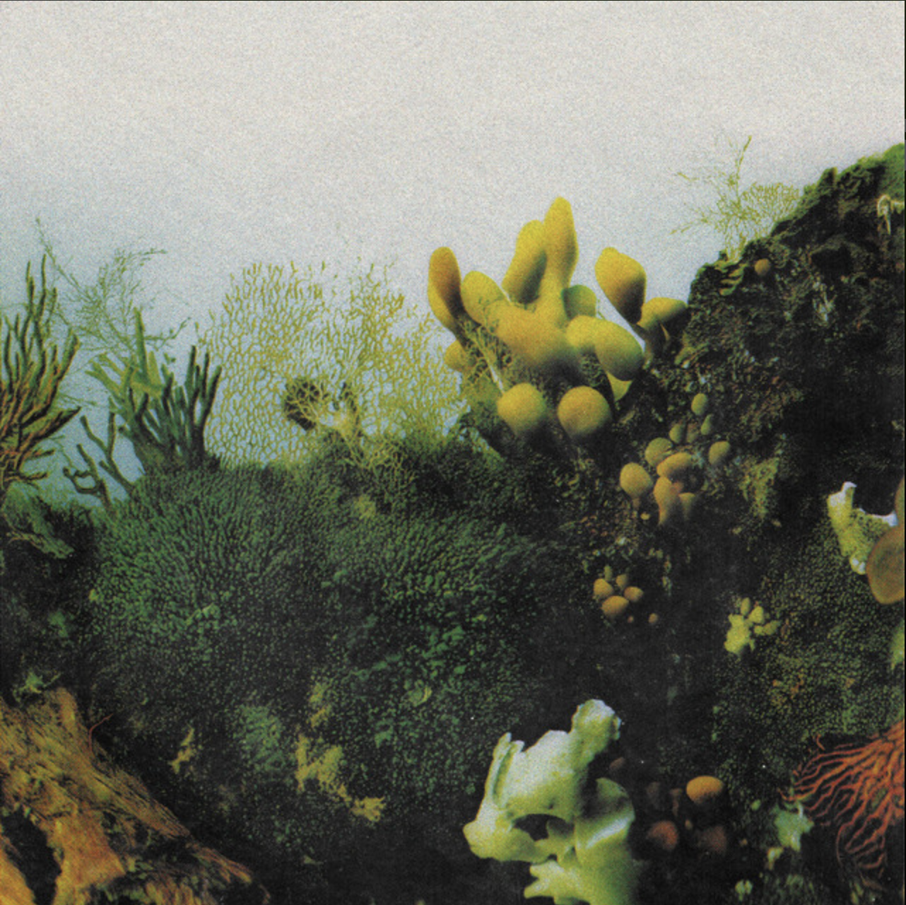 Wowflower - underwater music