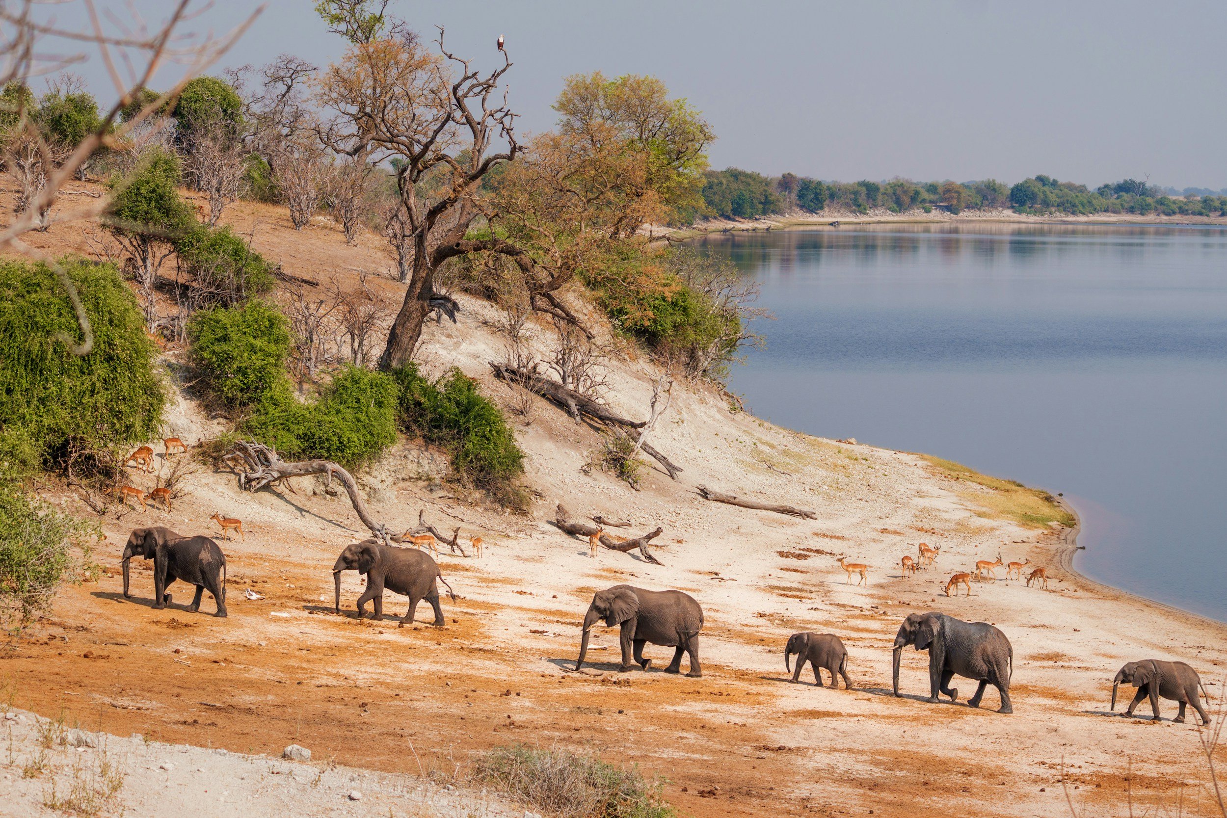 Botswana Safaris