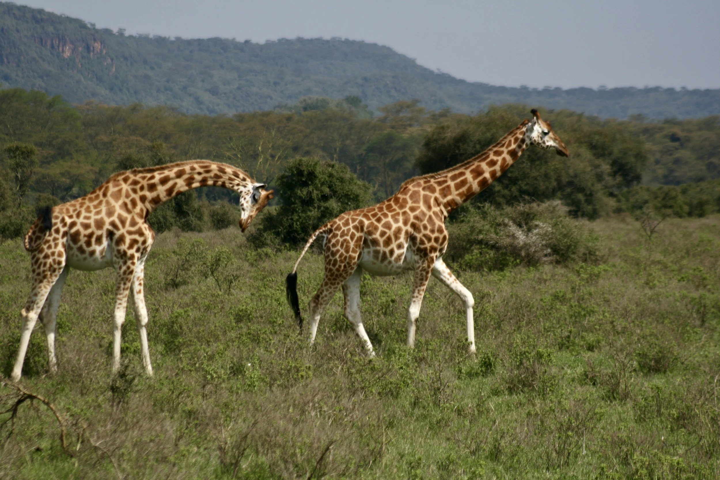 Kenya Safaris