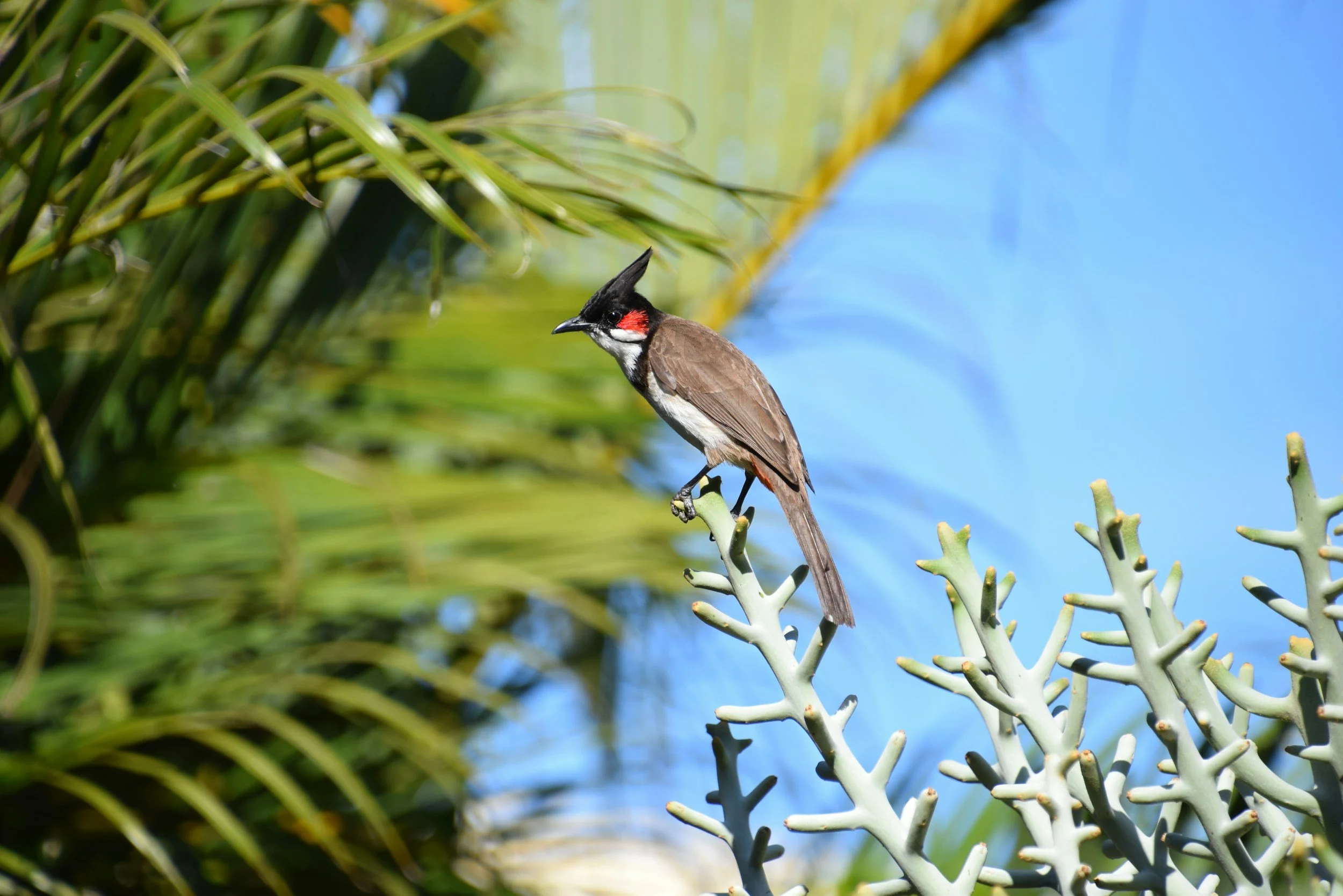 Bird in Mauritius