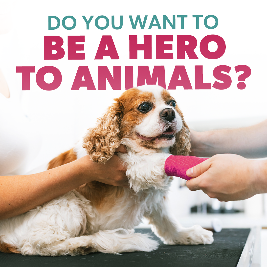 hurt dog white background.png