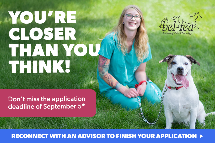 last chance header.png