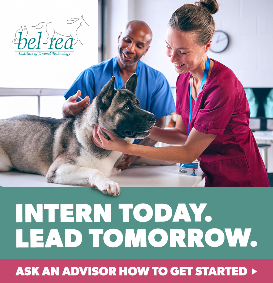 updated turtle 2.png