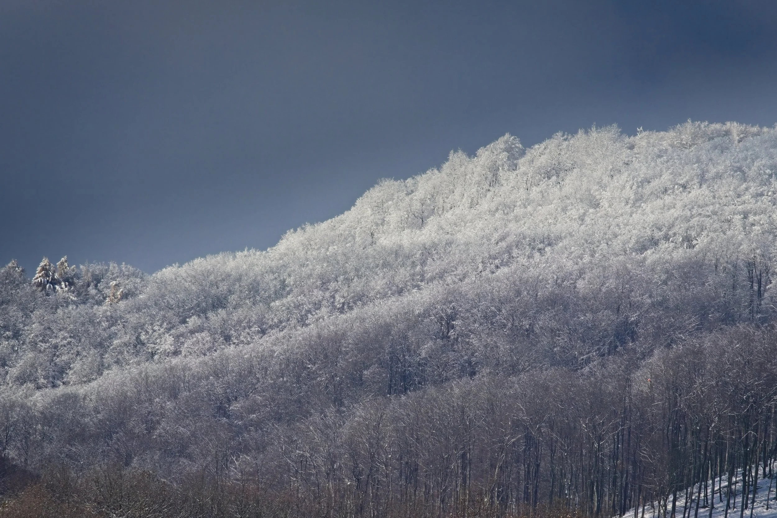 IMG_3501aa copyforweb1.jpg