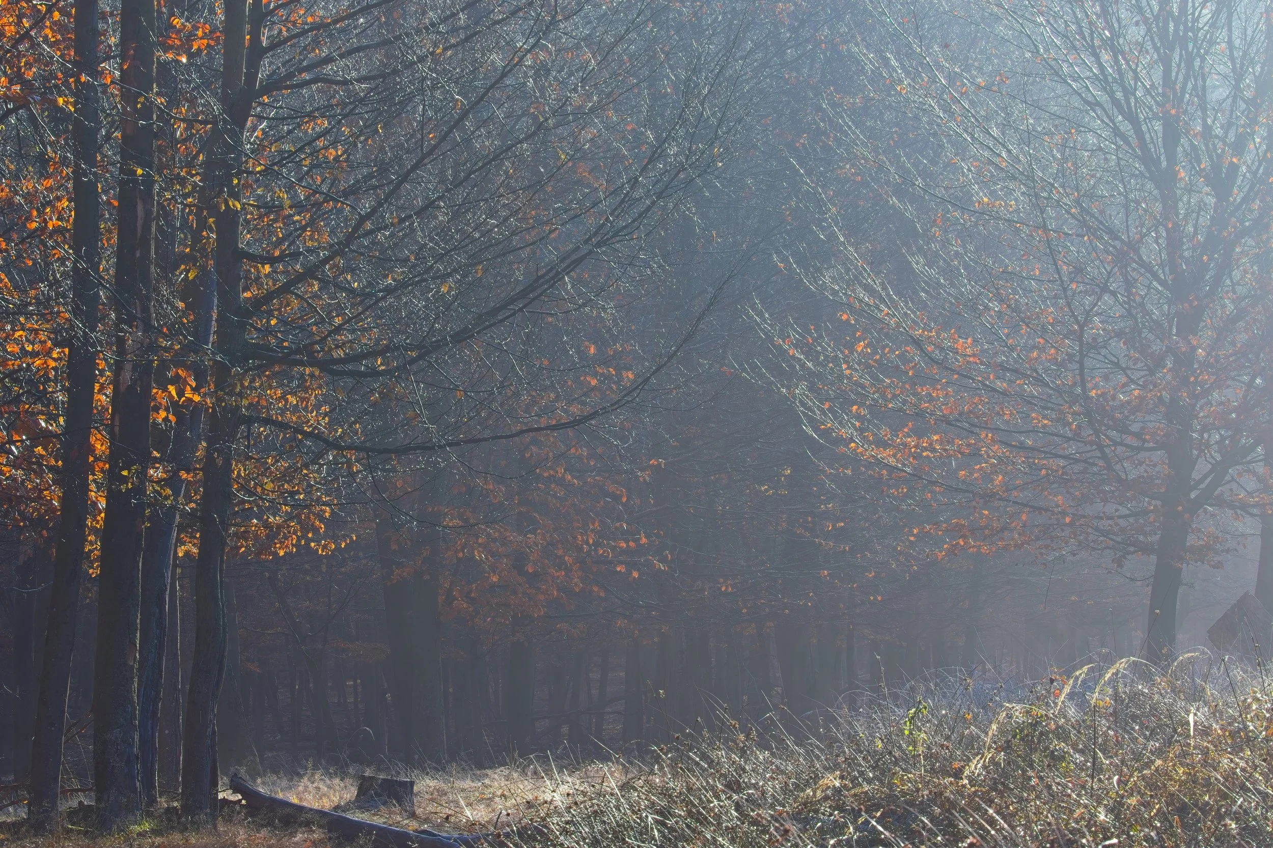 IMG_5007a copyforweb1.jpg