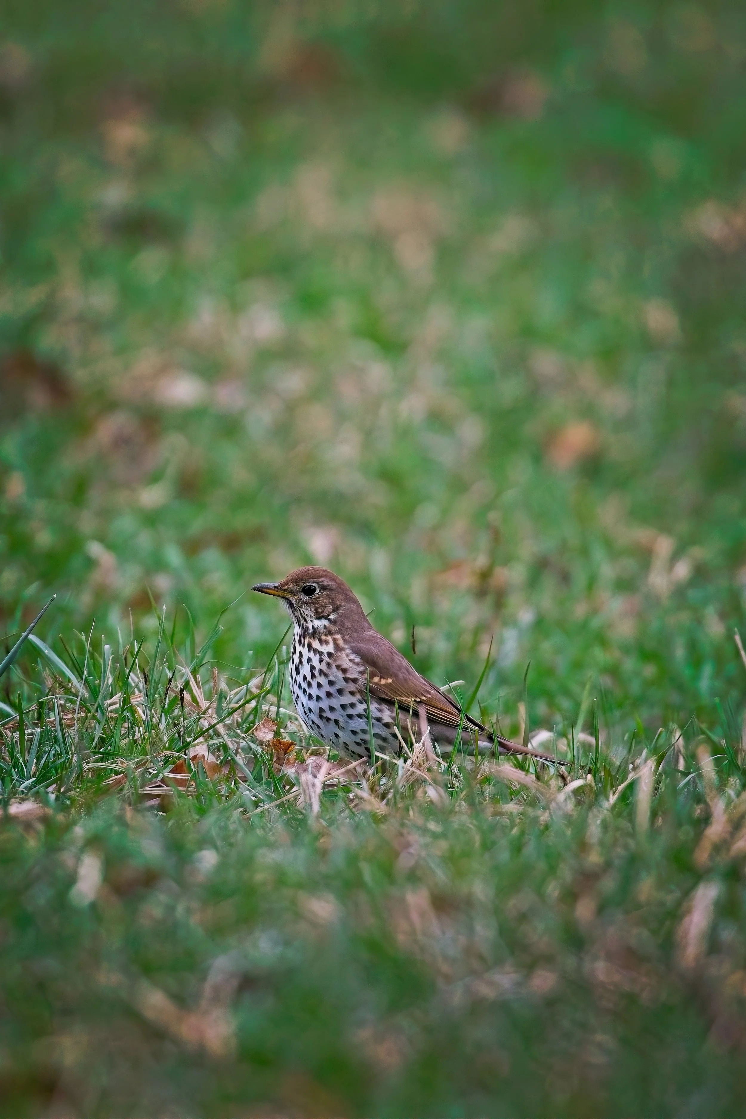 IMG_6527a.jpg