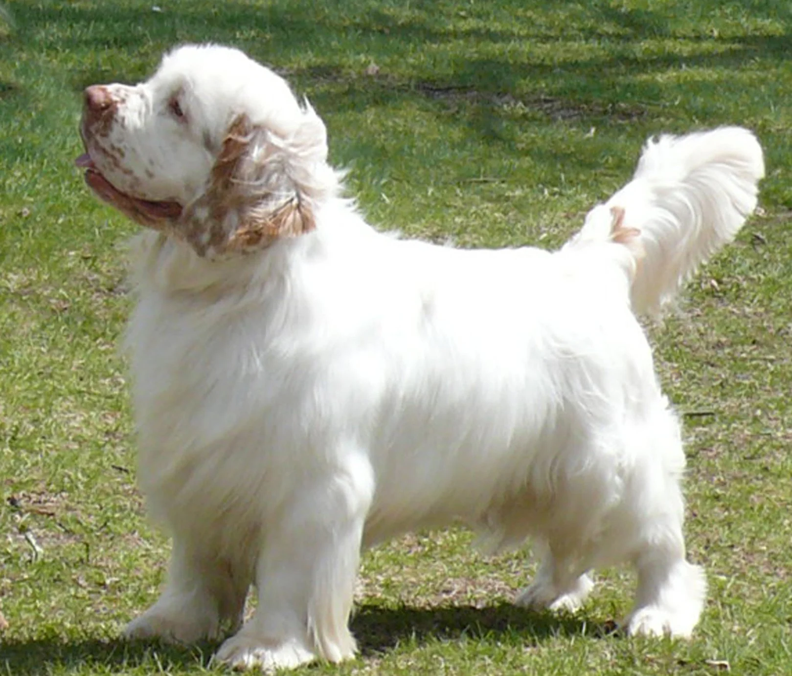 BENSON new.jpg