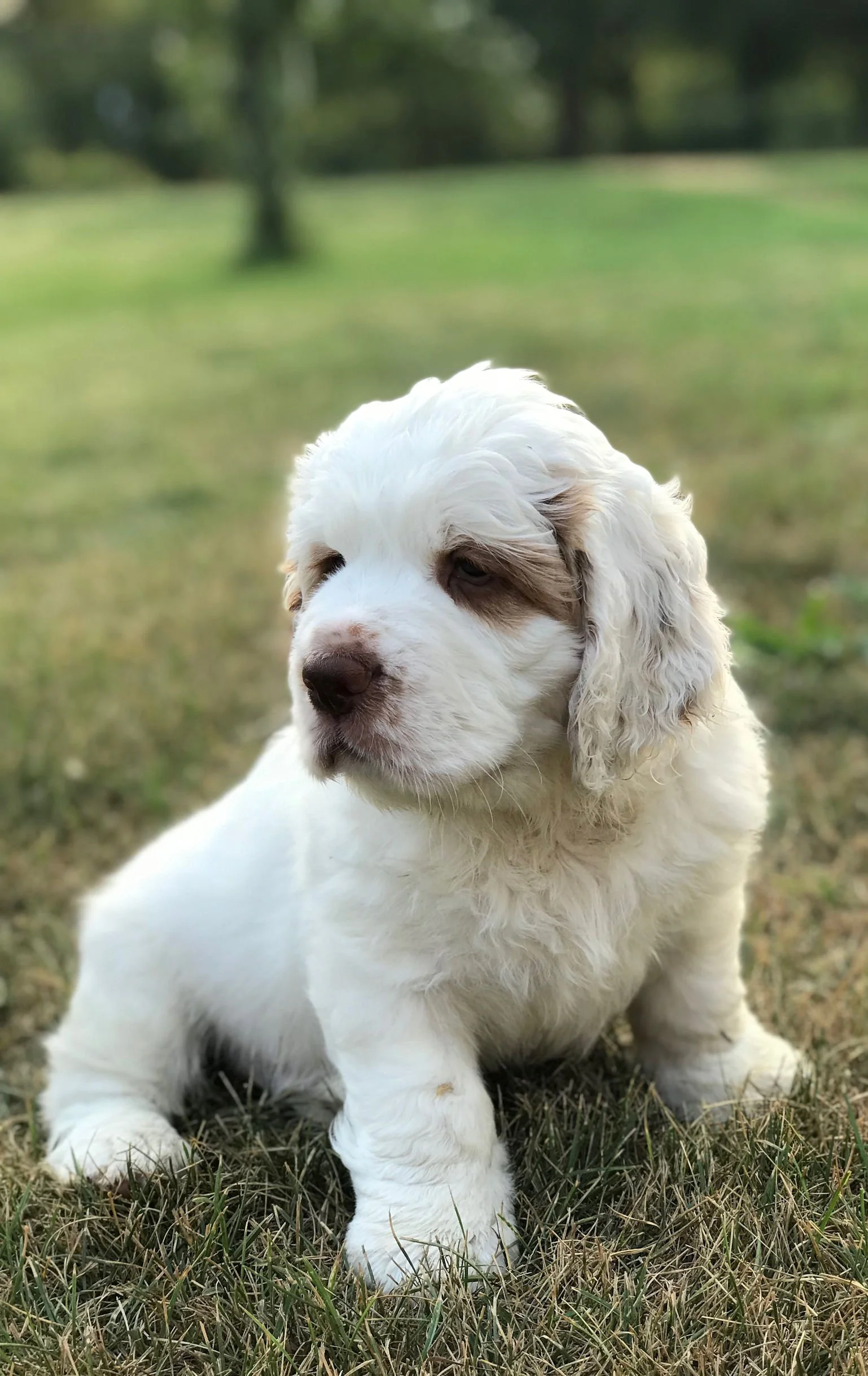 Learning Working Clumber Spaniel Puppies Working Clumber Clumber