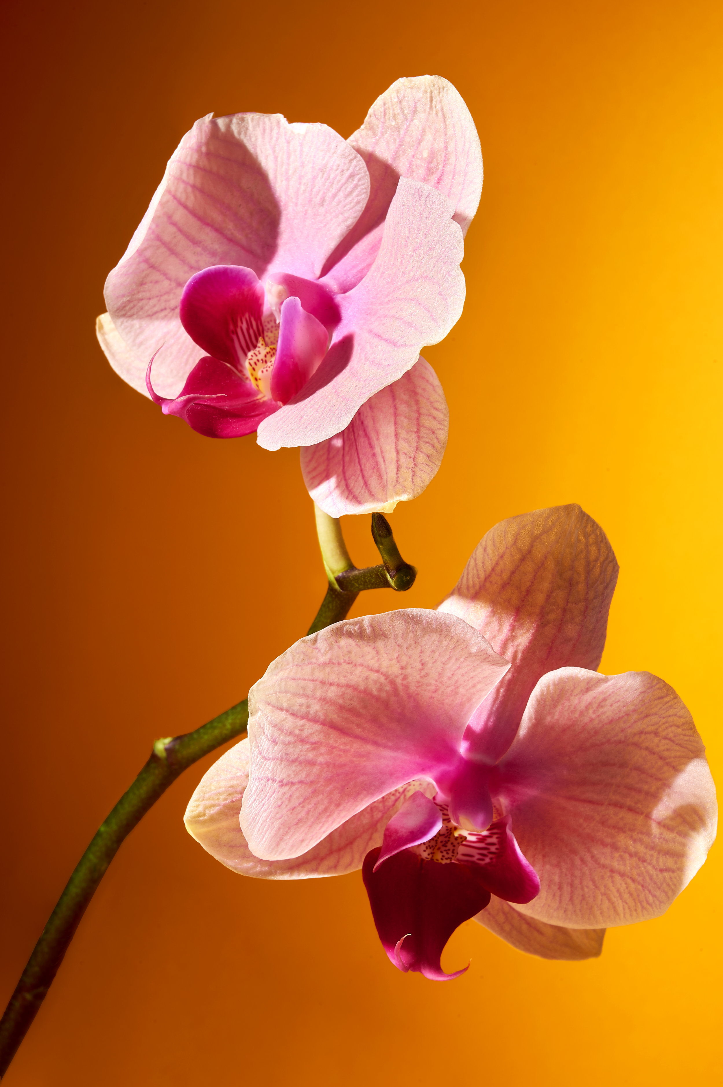 Orchid 15.png