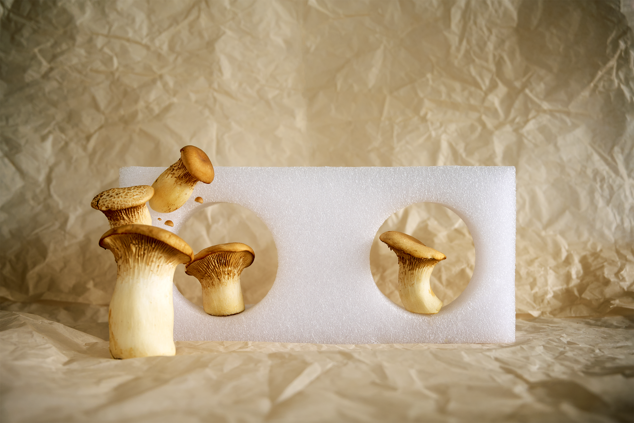 Mushrooms websize.png