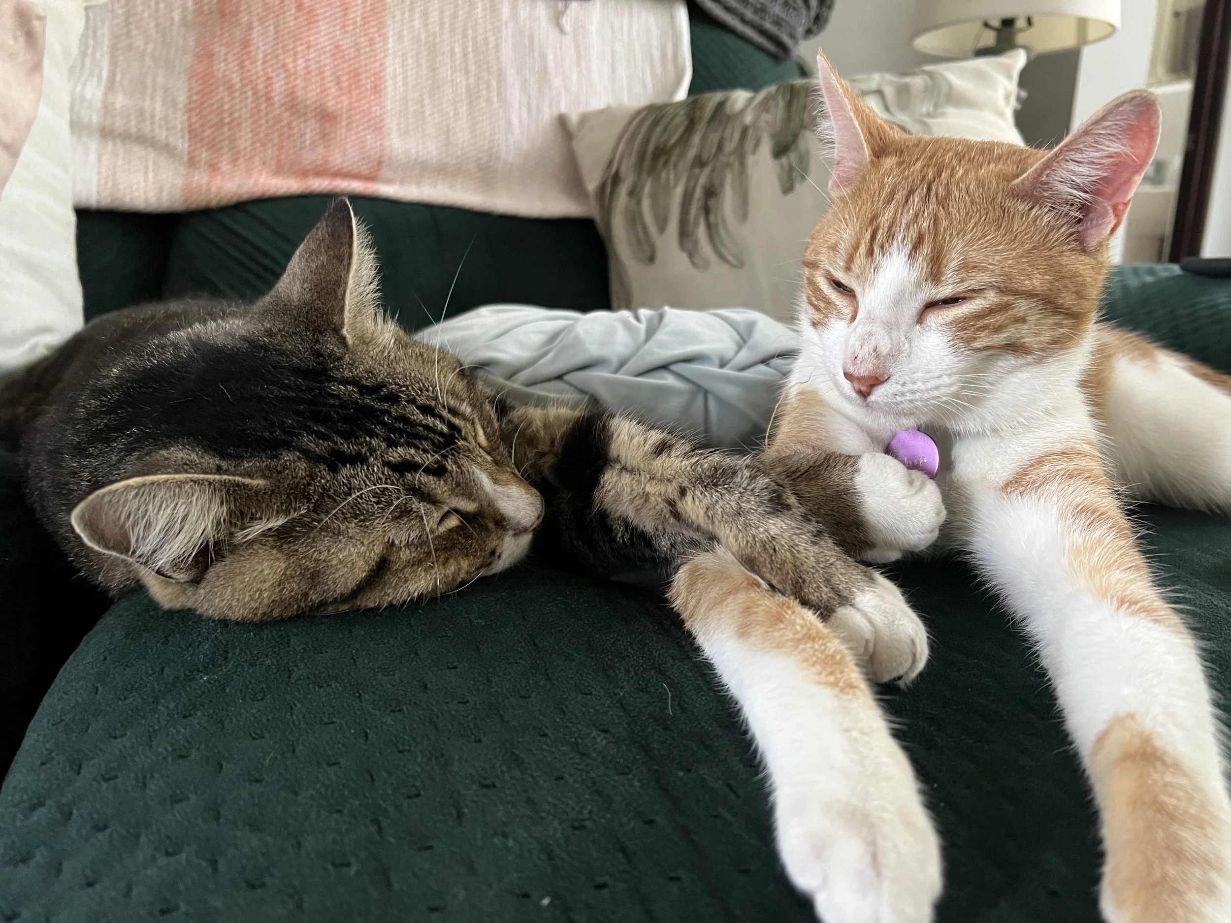 Adopting a second cat... now I have Nacho + Chip 