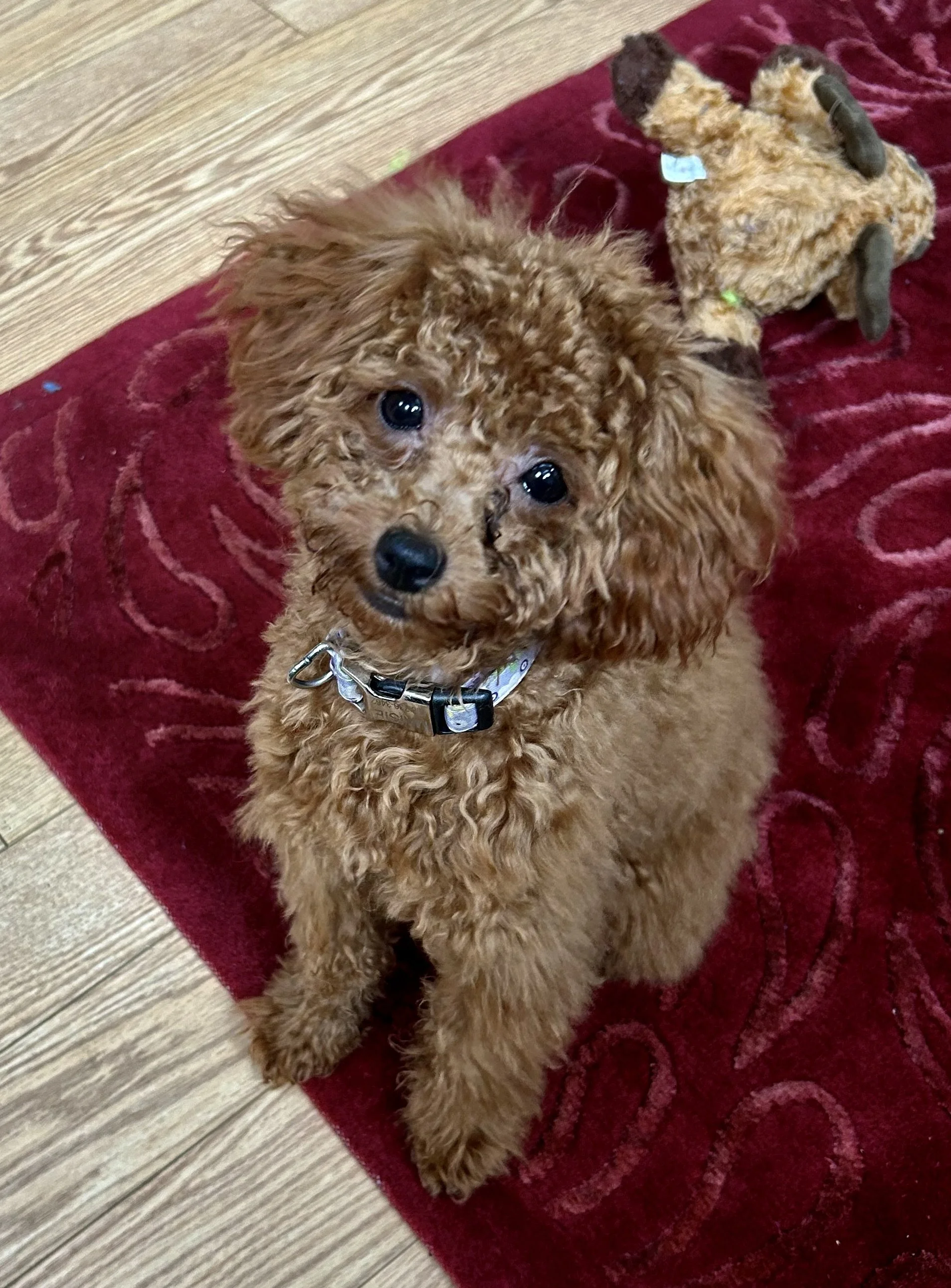 Maisie-Courtesy Posting!