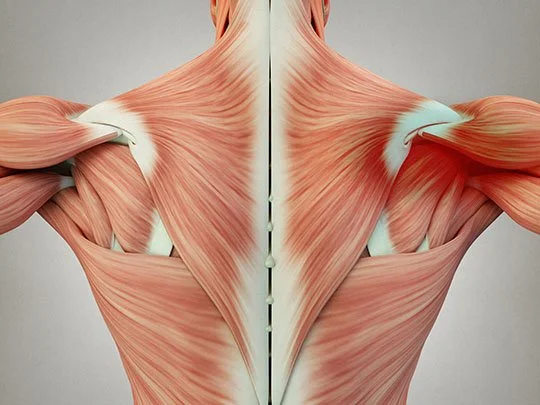 Muscle Knots: What Are They and Why Do They Hurt?