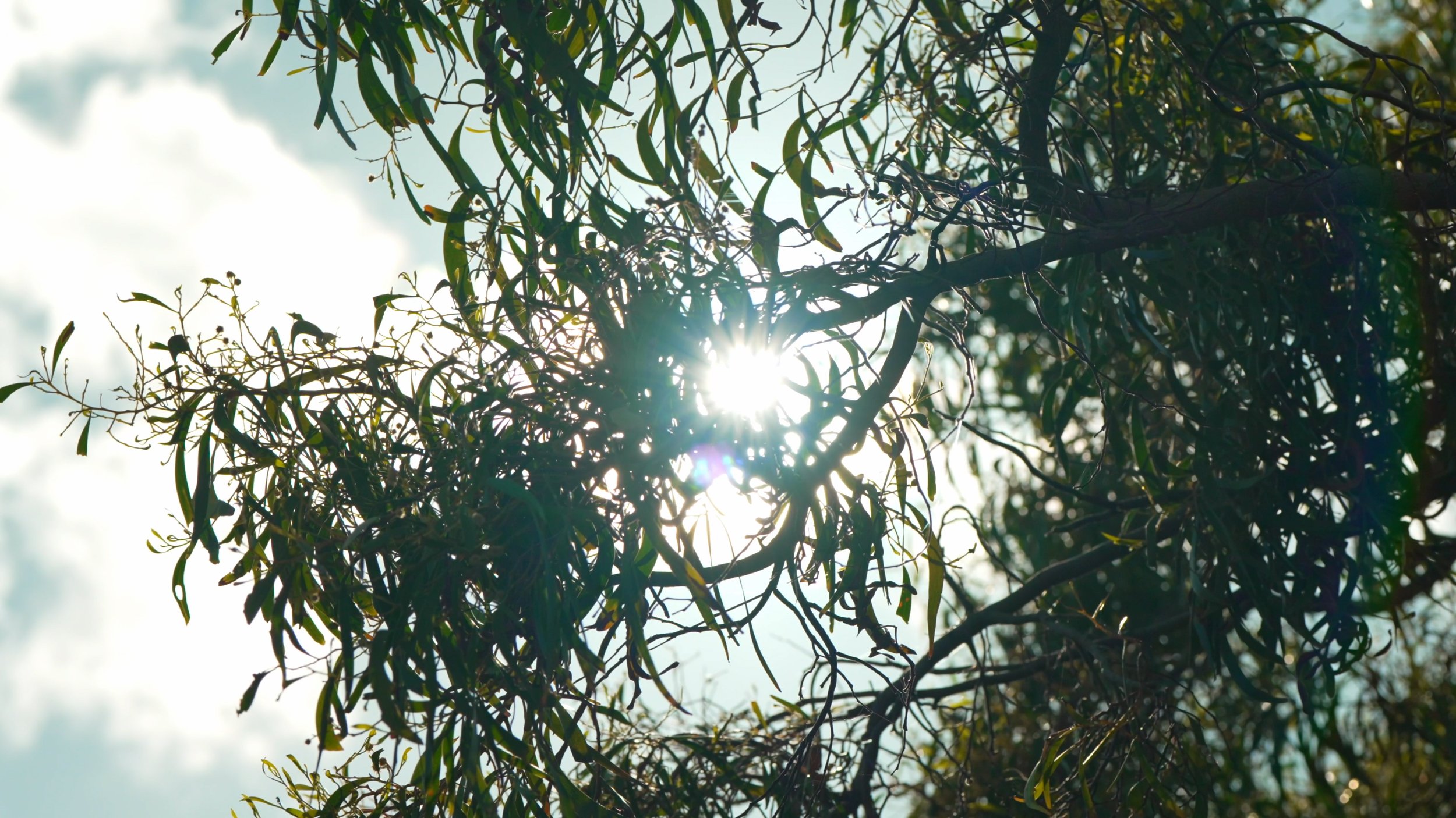 SUN LIGHT.jpg