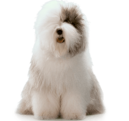 Dulux Dog Dulux Dog