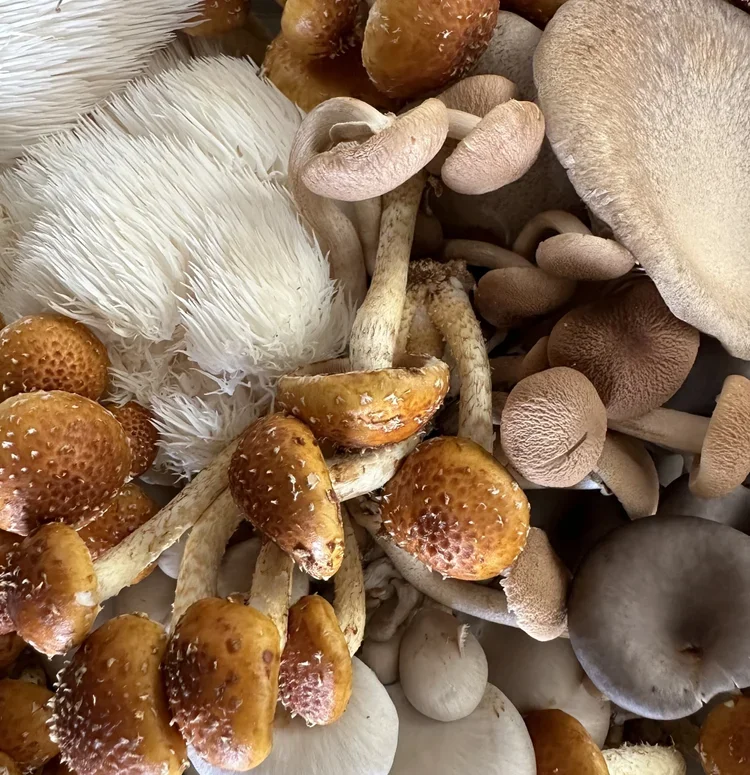 Spring 2026 Mushroom CSA - 1 LB