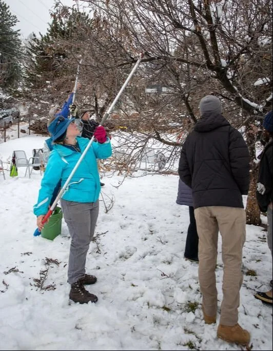 Winter Tree Care Workshop: Pruning Apple &amp; Pear Trees with/Community Fruit Rescue