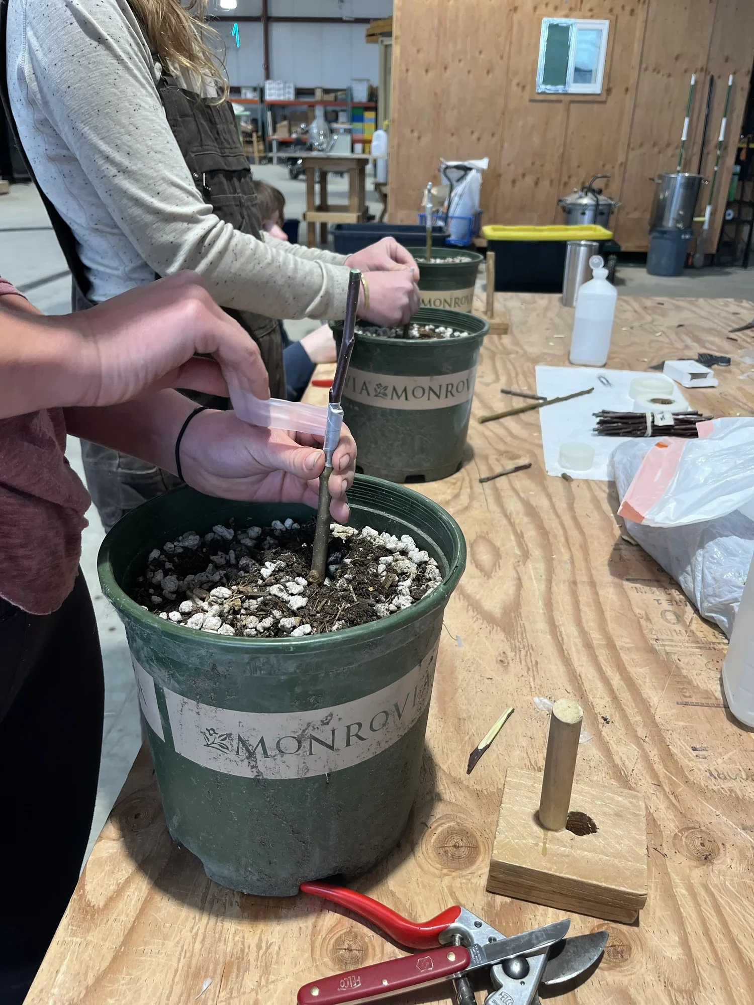 Apple Tree Grafting Workshop