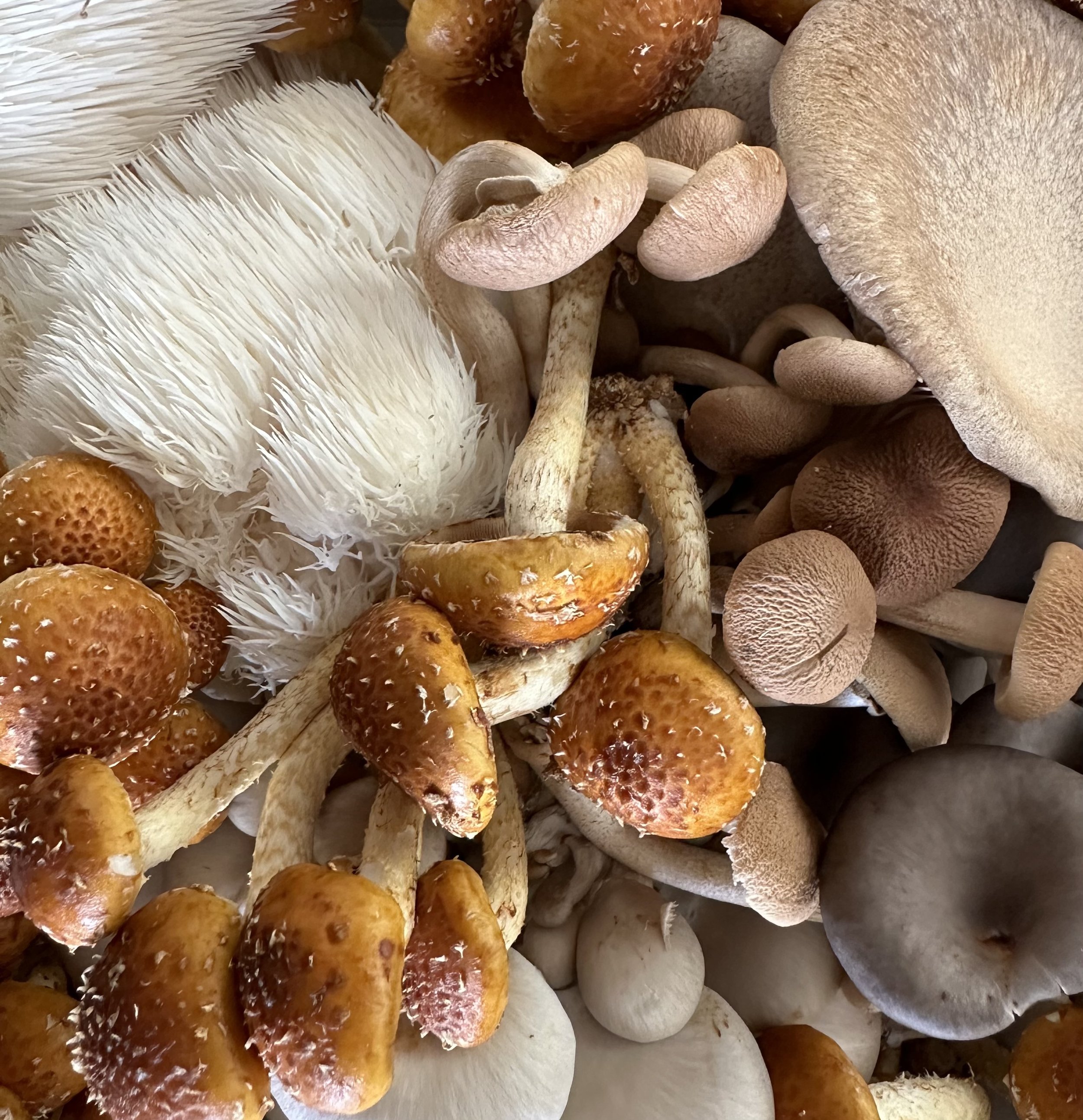 Spring Mushroom CSA - 1/2lb