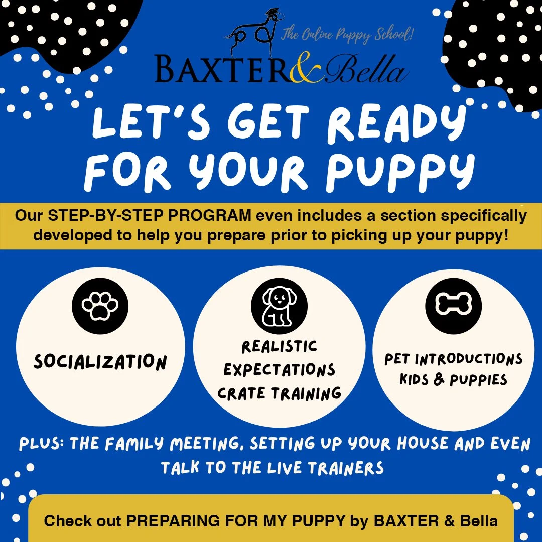 Baxter and Bella — Lilac City Doodles