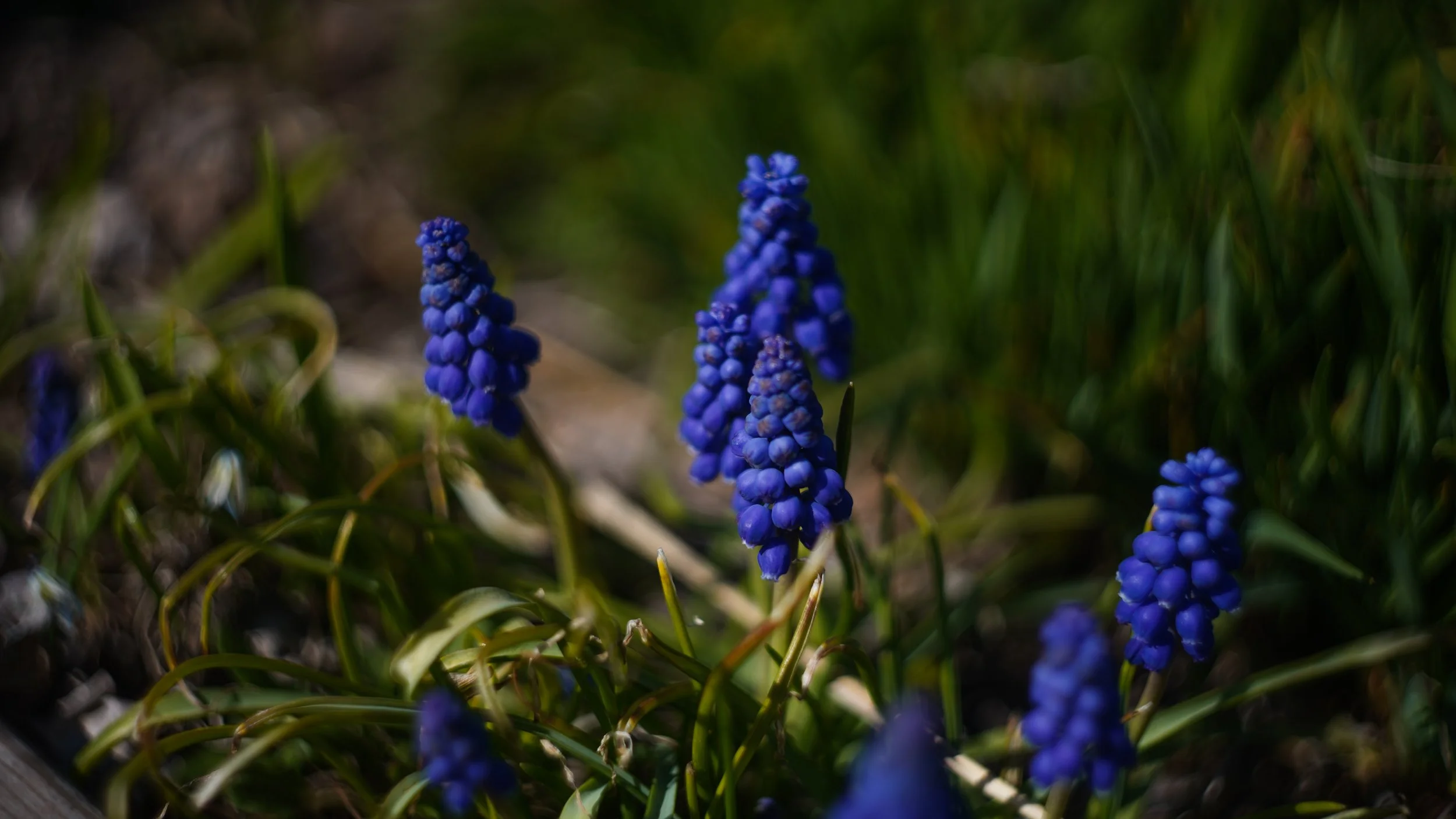 DSC07779.jpg
