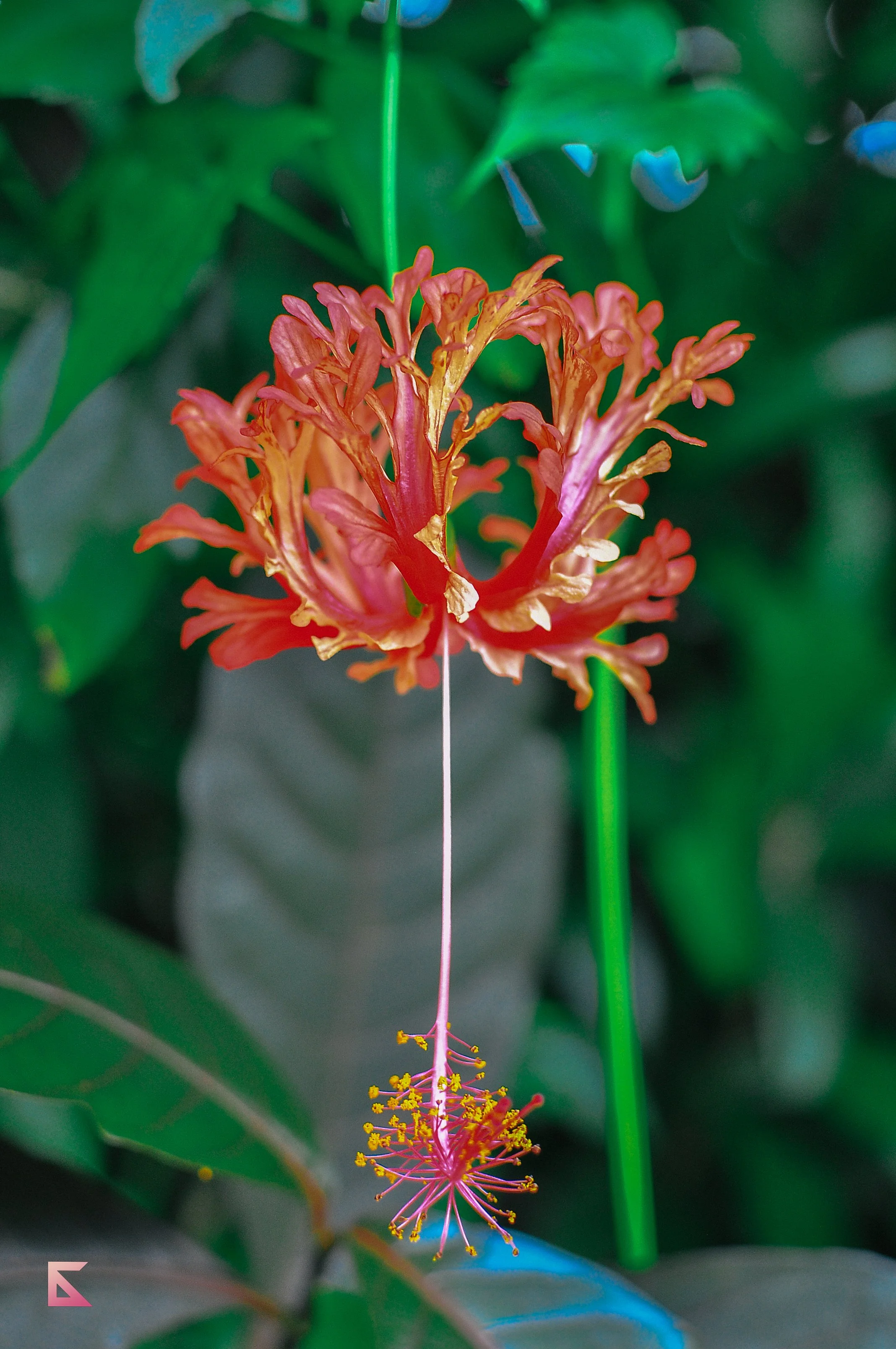 DSC_4633.jpg