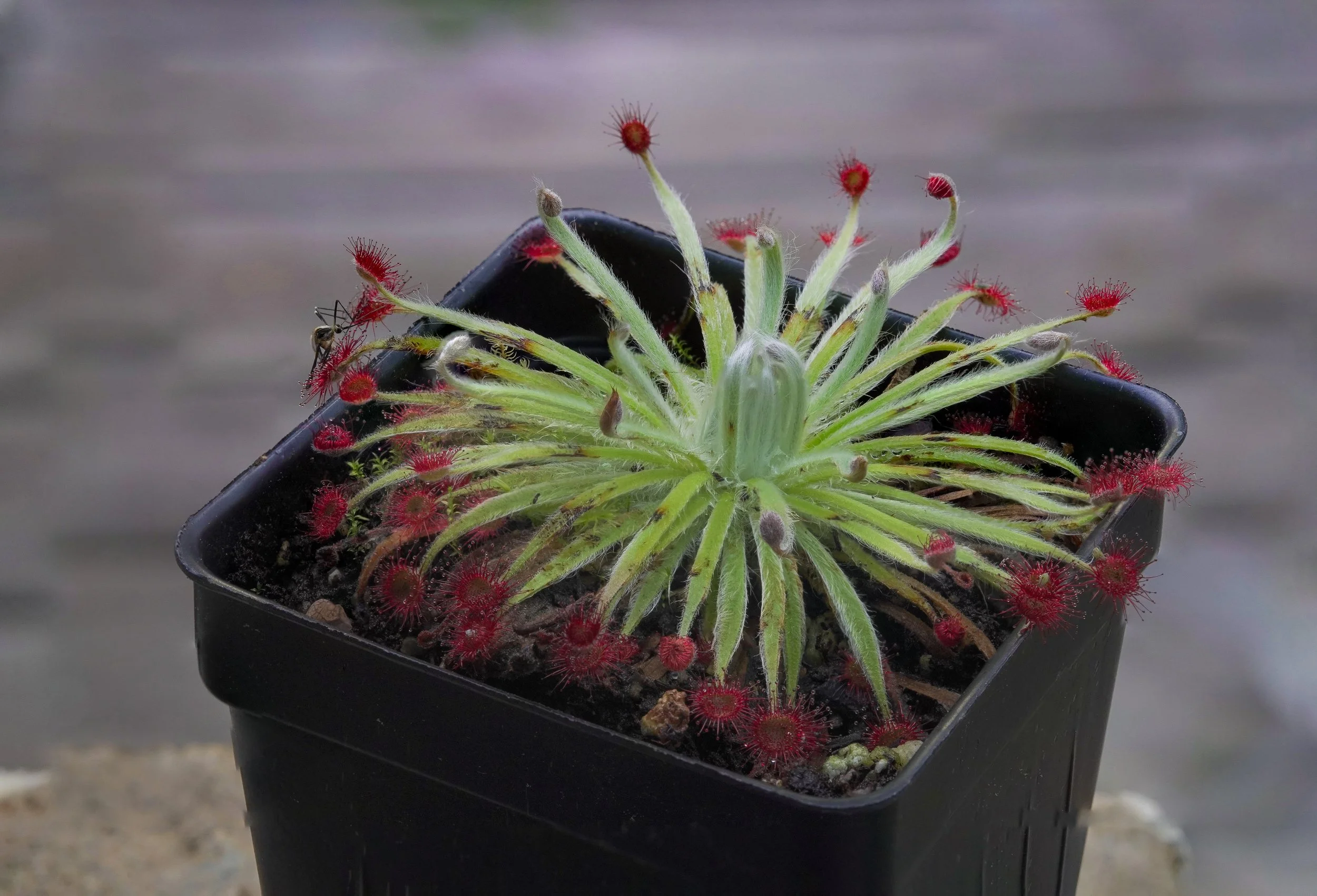 D. Lanata.jpg