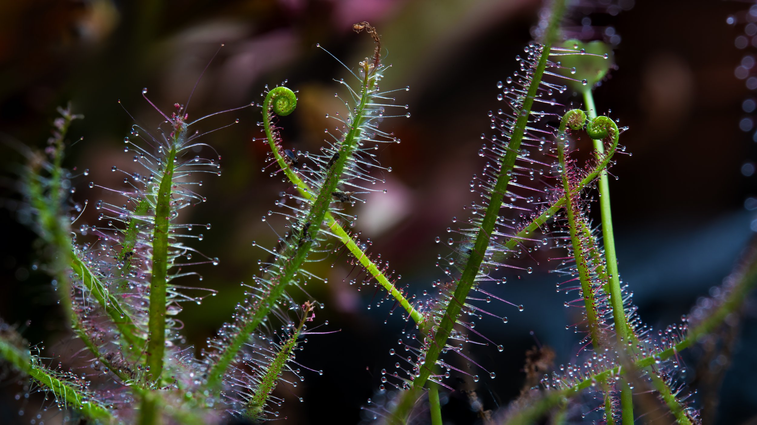 Drosera 1.jpg