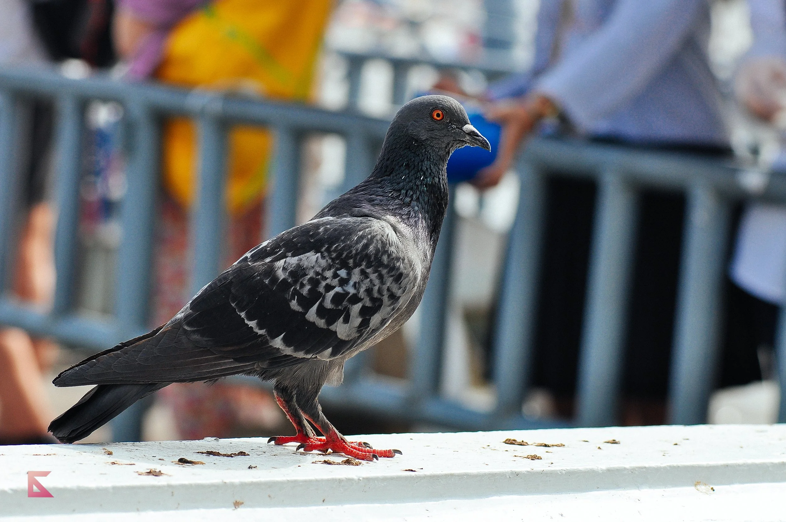 DSC_9842.jpg