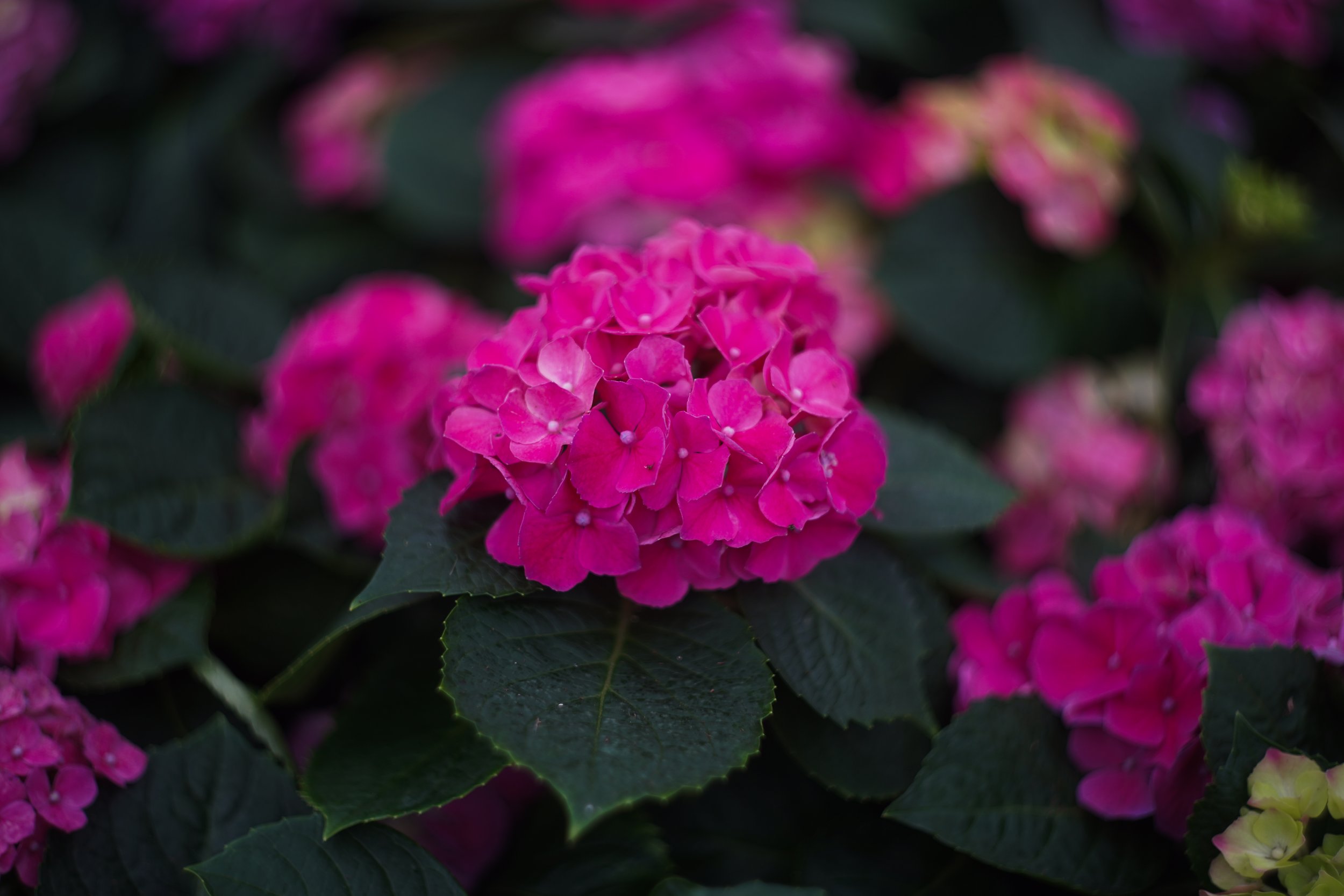 DSC06210.jpg