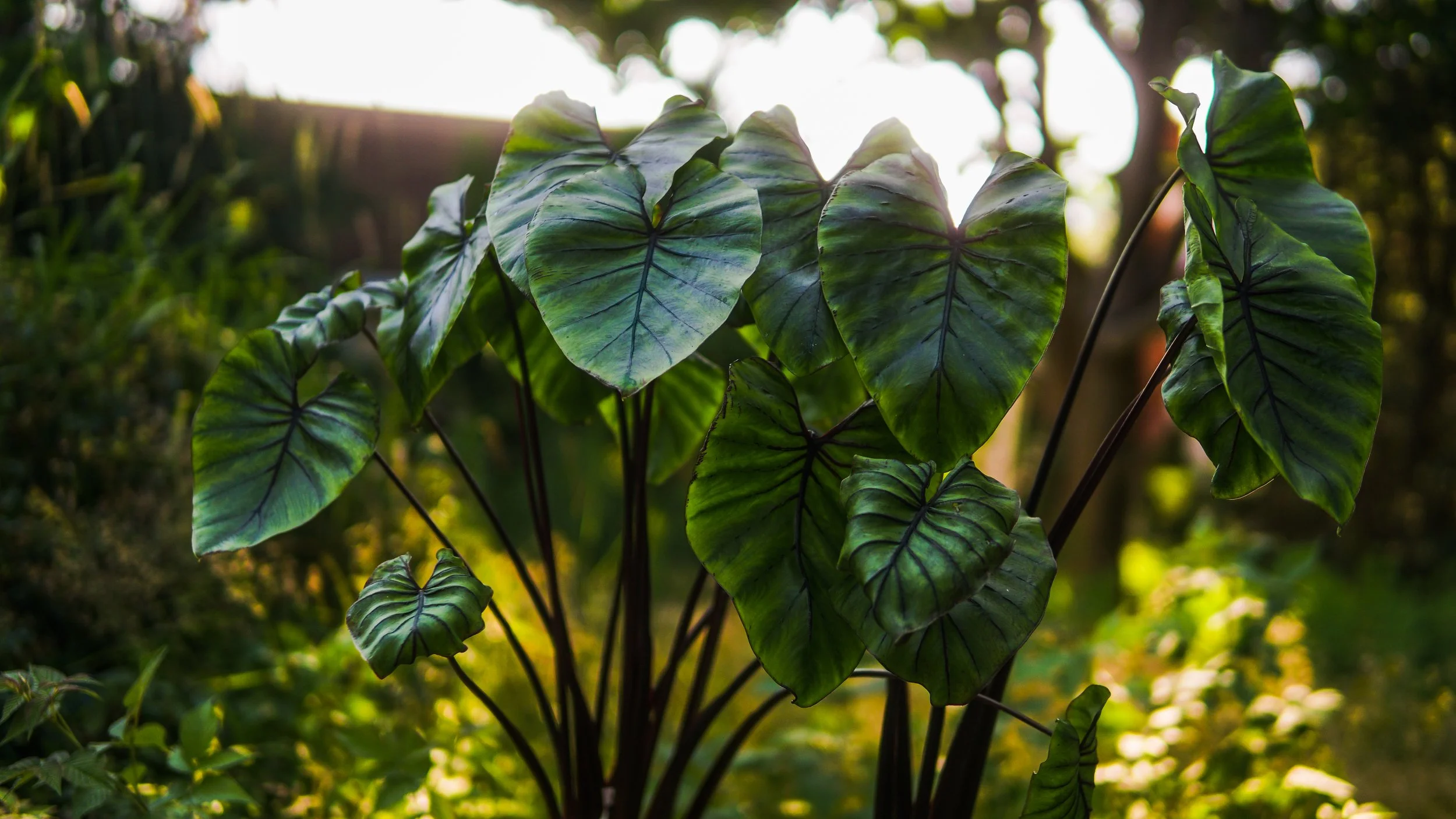 A juvenile aroid houseplant, Colocasia esculenta 'Pharoah's Mask'