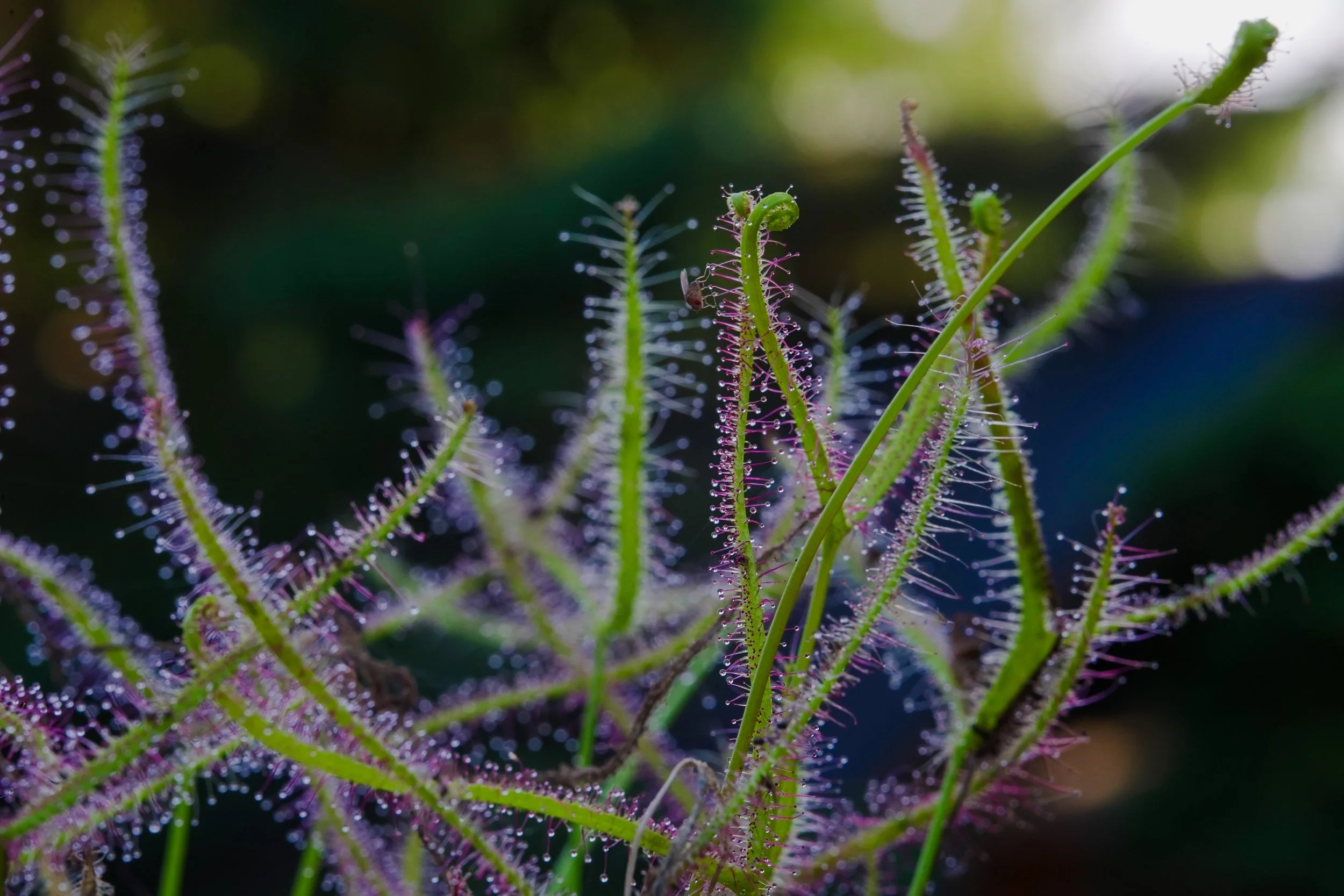 DSC08201.jpg