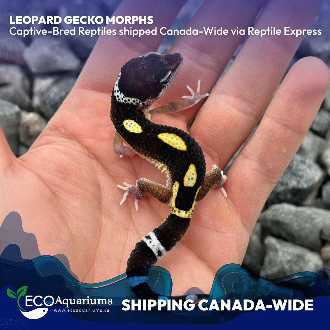 AD2-C4.png