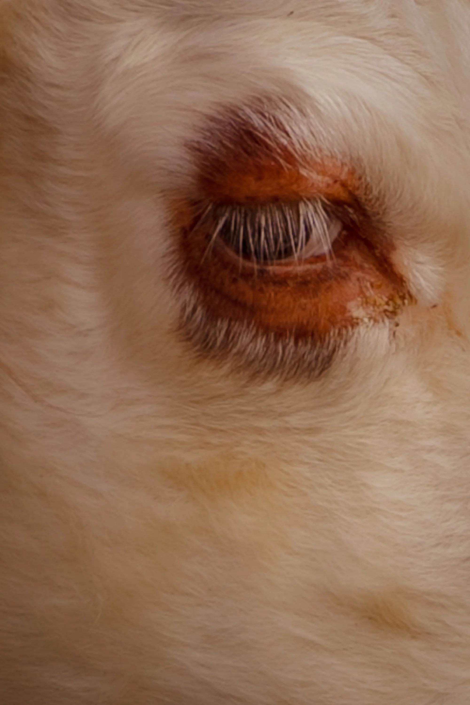 tanya cows-1-40.jpg