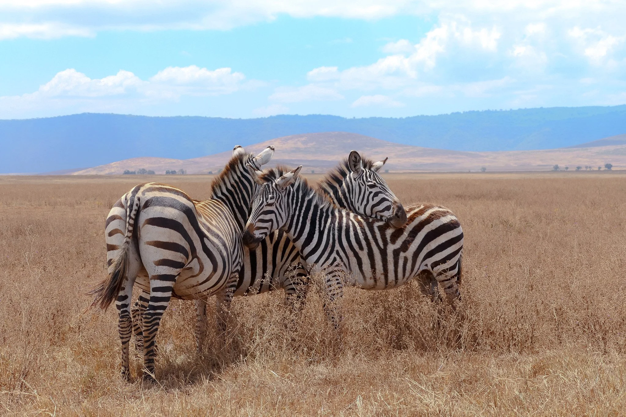 20.Zebras_In_The_Ngorongoro_Crater.jpg