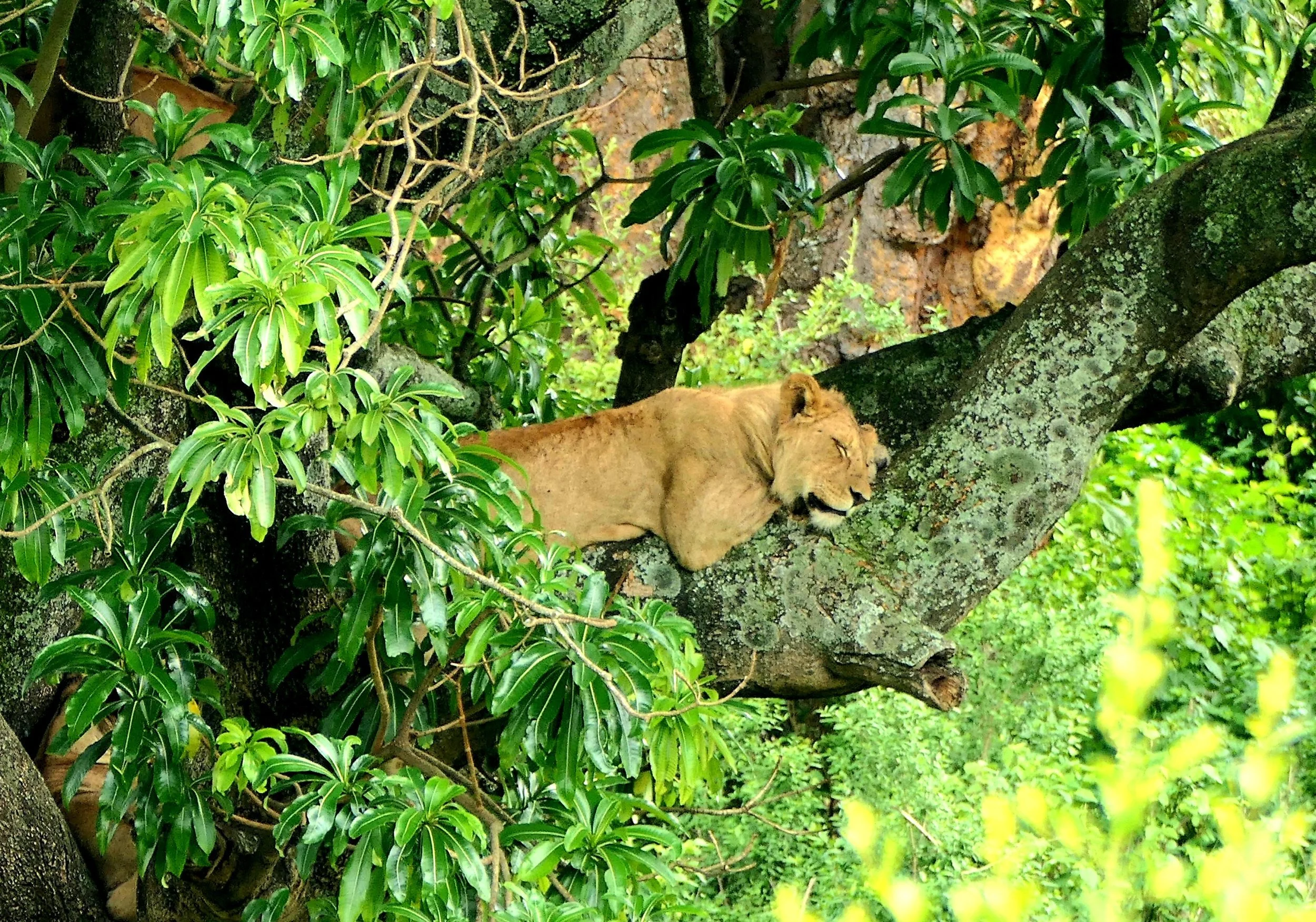 22.Lions_Sleeping_In_The_Tree.jpg