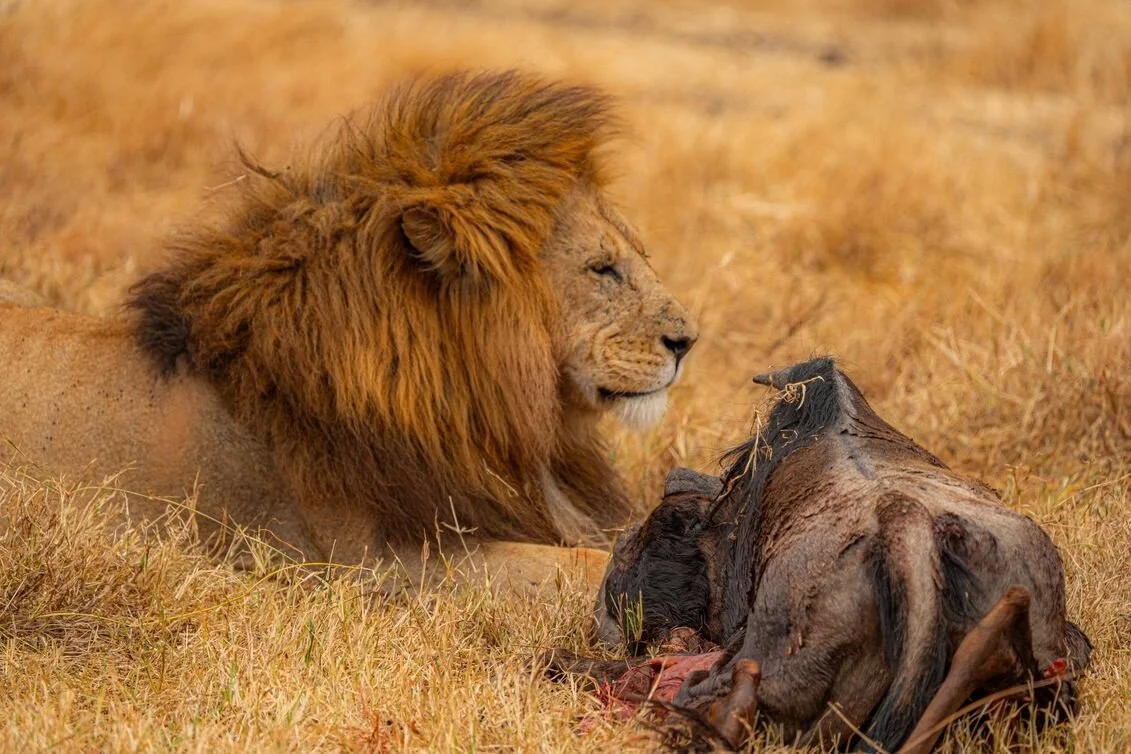 lion_eating_prey.jpg