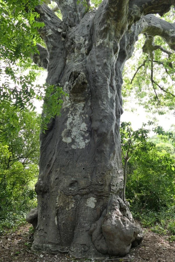 old_baobab_tree.jpg