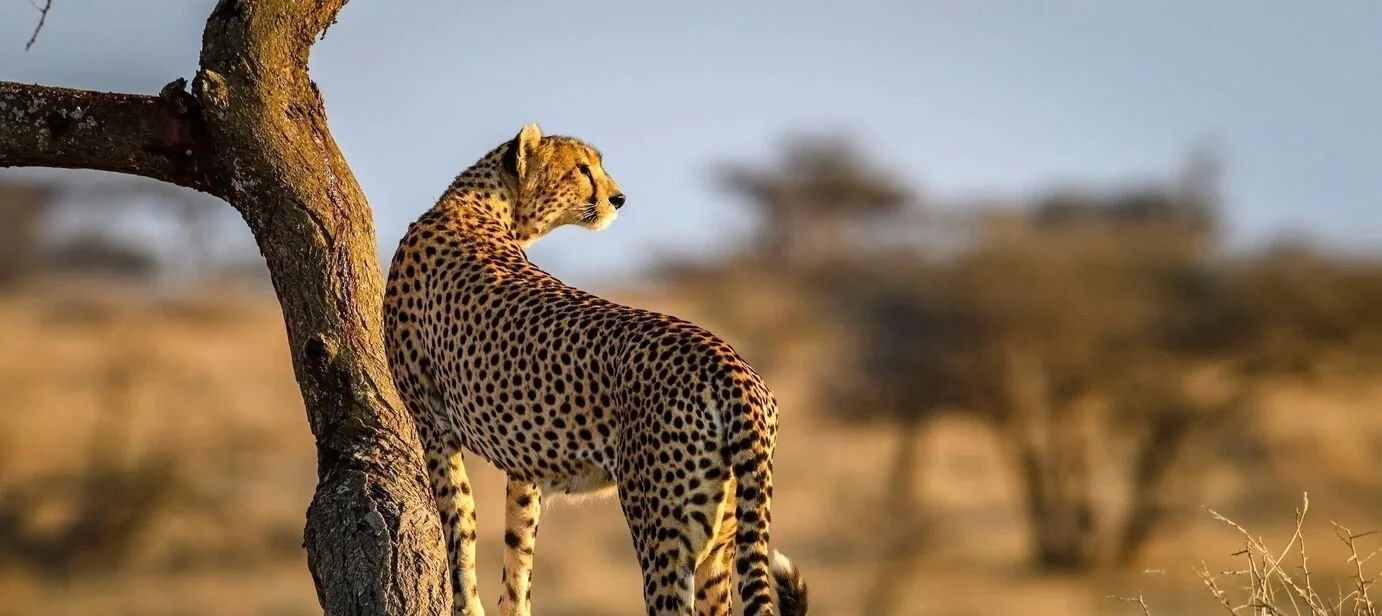 cheetah_on_a_branch.jpg
