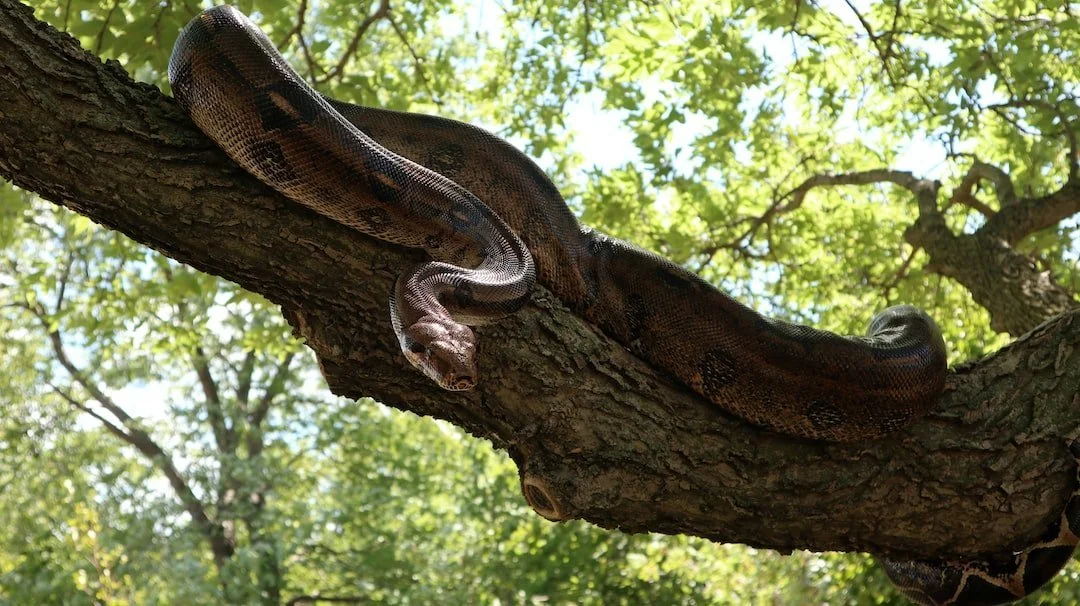 Rock Python in the treetops lurking prey