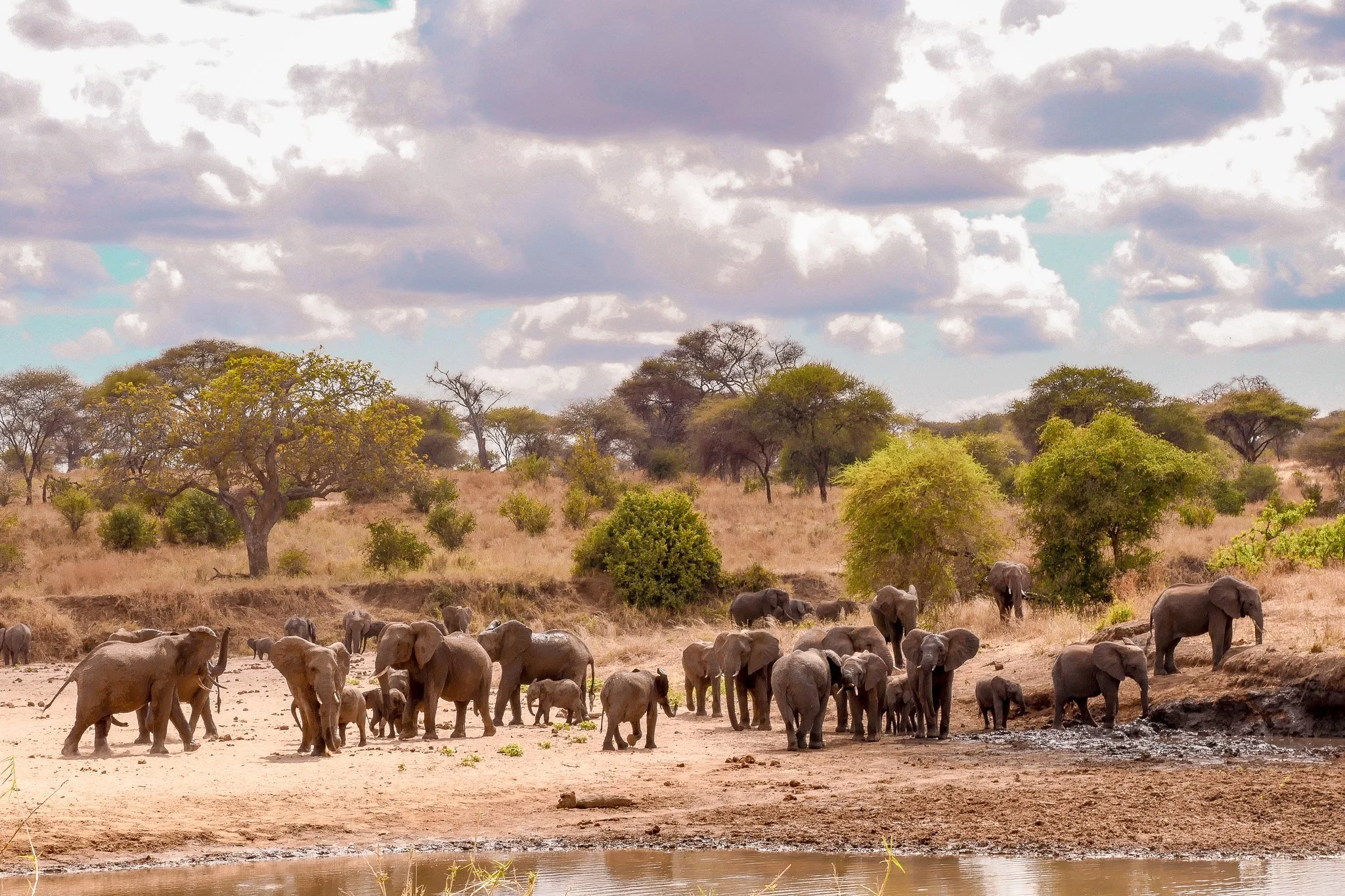 A giant herd of elephants play in the mud of the dried up Tarangire riverbed.
