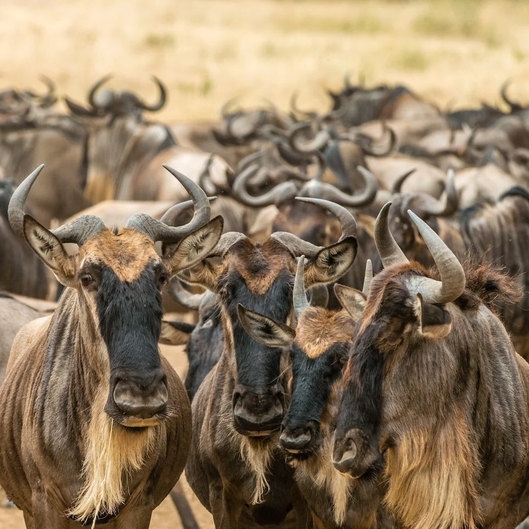 10.Wildebeest_migration_in_the_serengeti.jpg