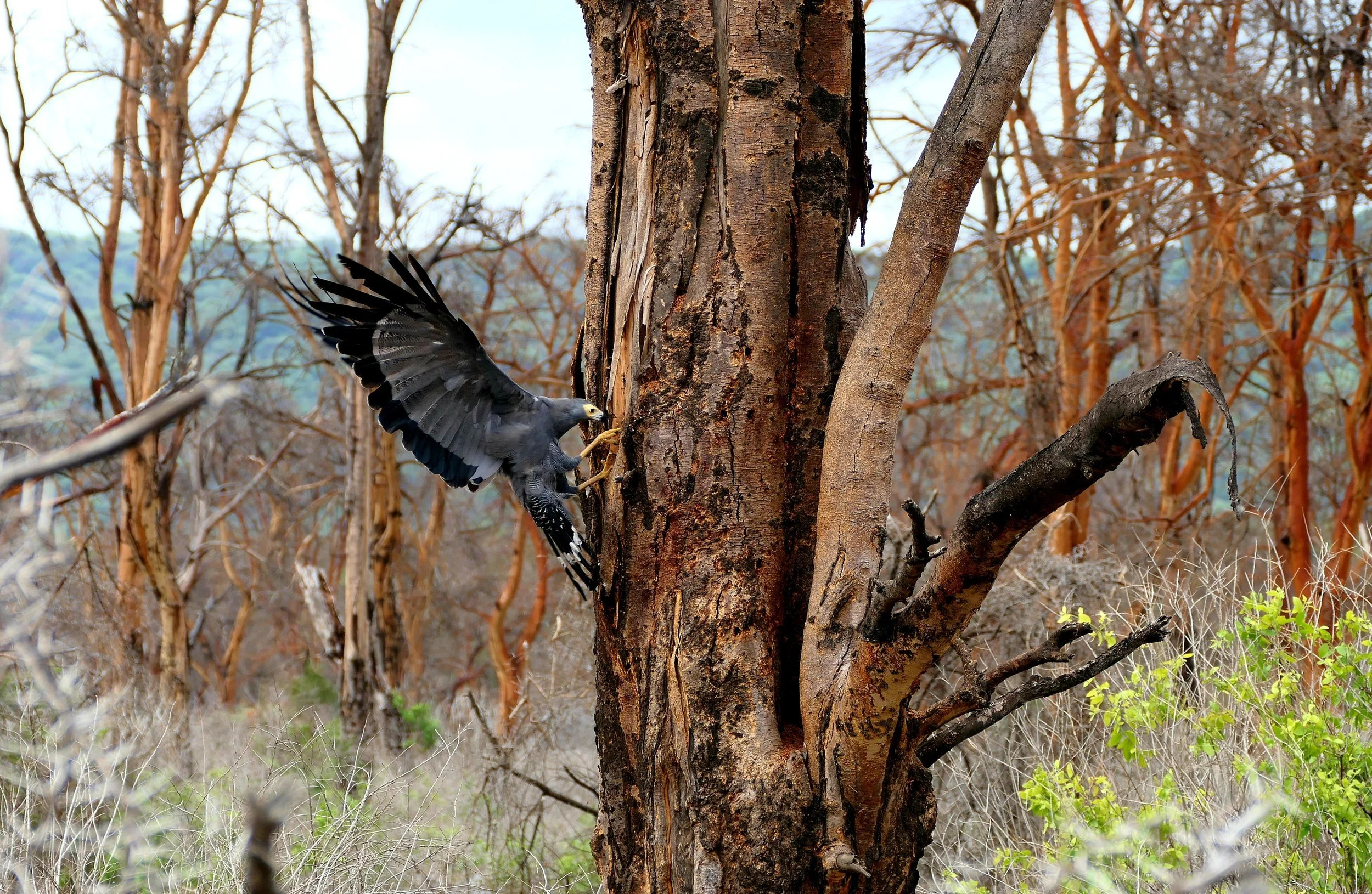 22.Bird_In_Lake_Manyara.jpg