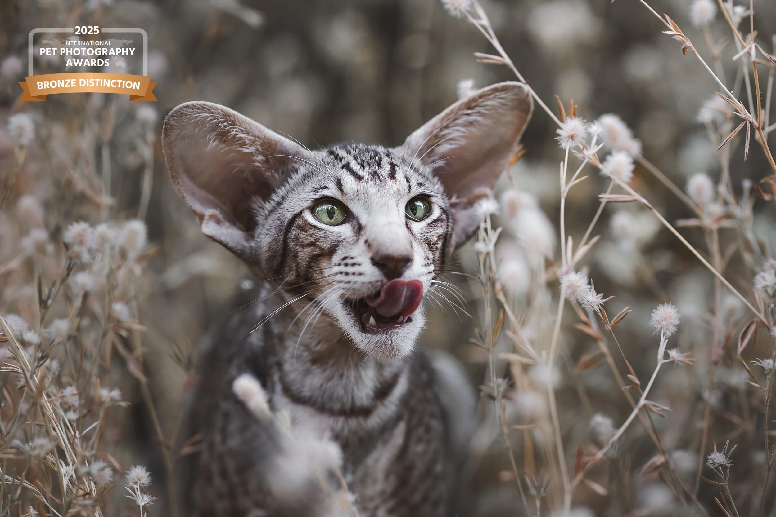 ✨ Cuando la magia surge sin planearlo: Premios en los International Pet Photography Awards 2025