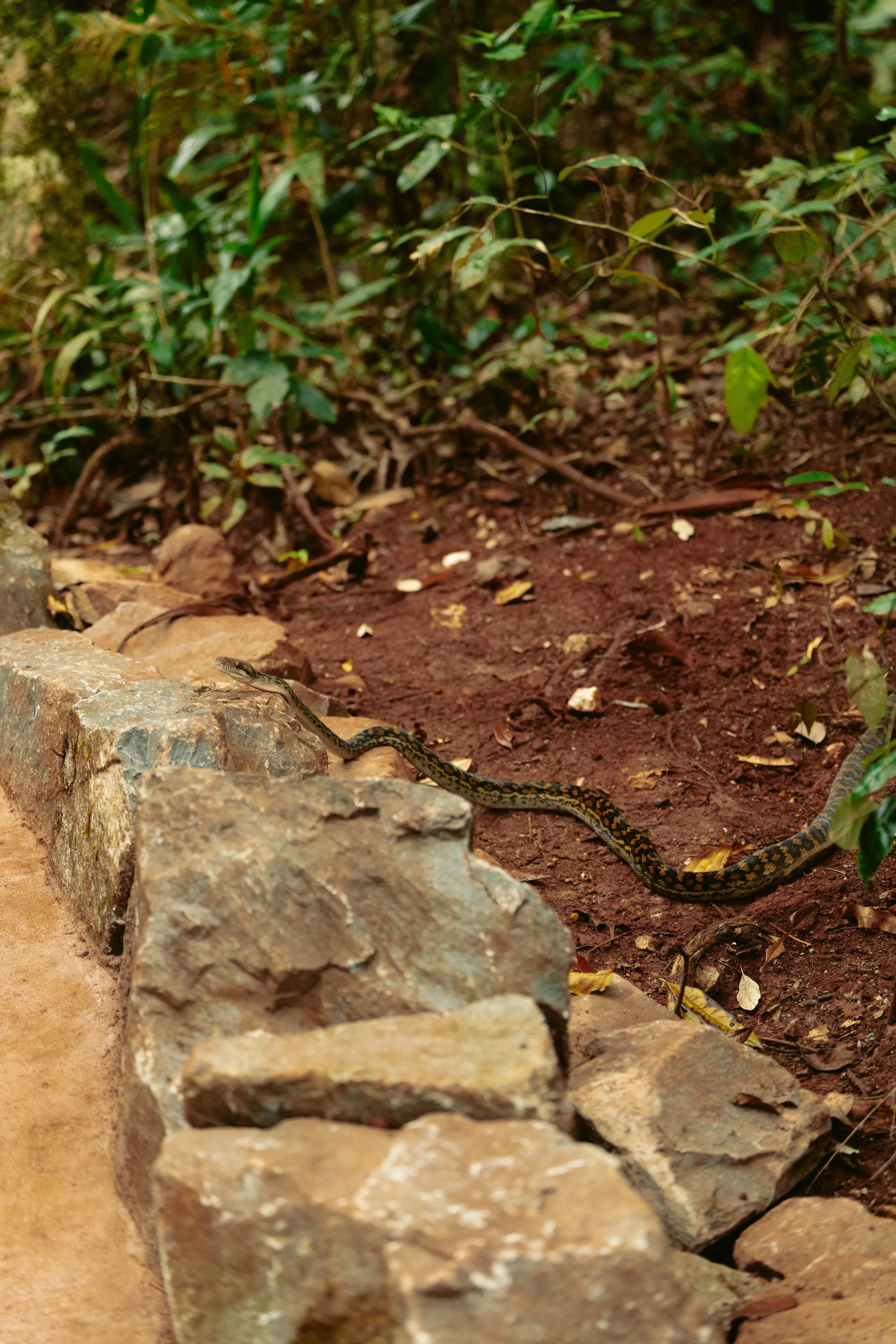 QLD Parks x Jindalba 25-48.jpg