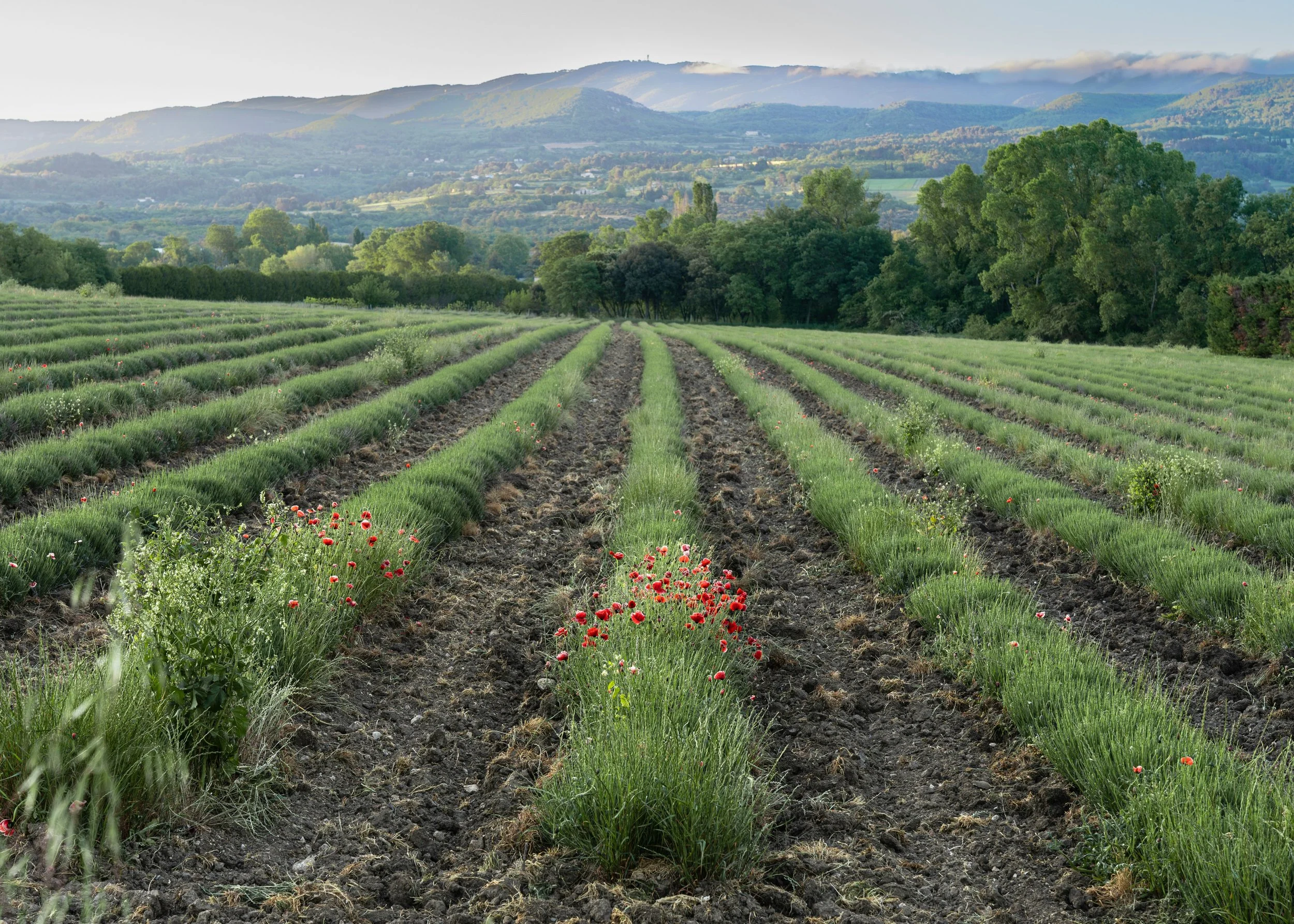 Massif du Luberon