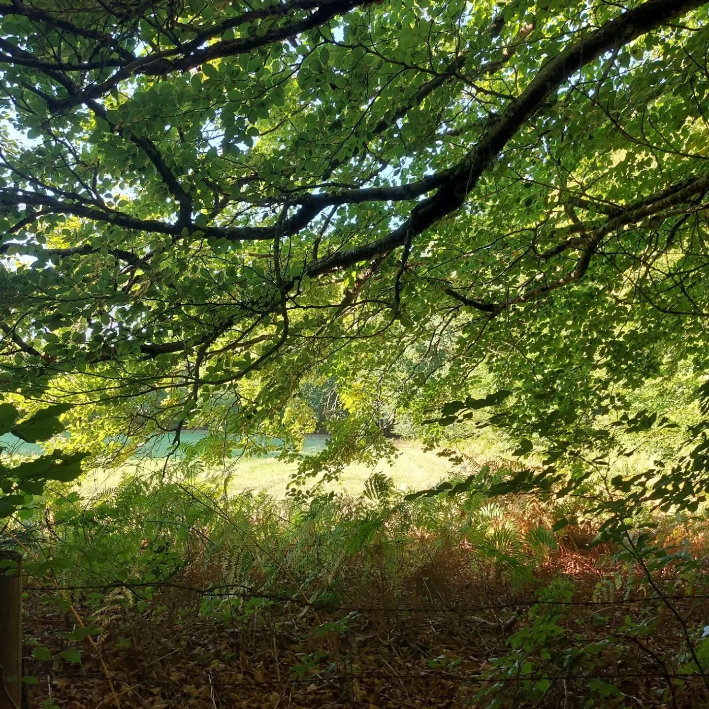 Oh, comme c'est merveilleux de rentrer &agrave; nouveau chez moi, dans mon coin calme et magnifique, sur la colline, &agrave; la lisi&egrave;re de la for&ecirc;t.
o wat heerlijk om weer thuis te komen op mijn stille mooie plek aan de bosrand op de he